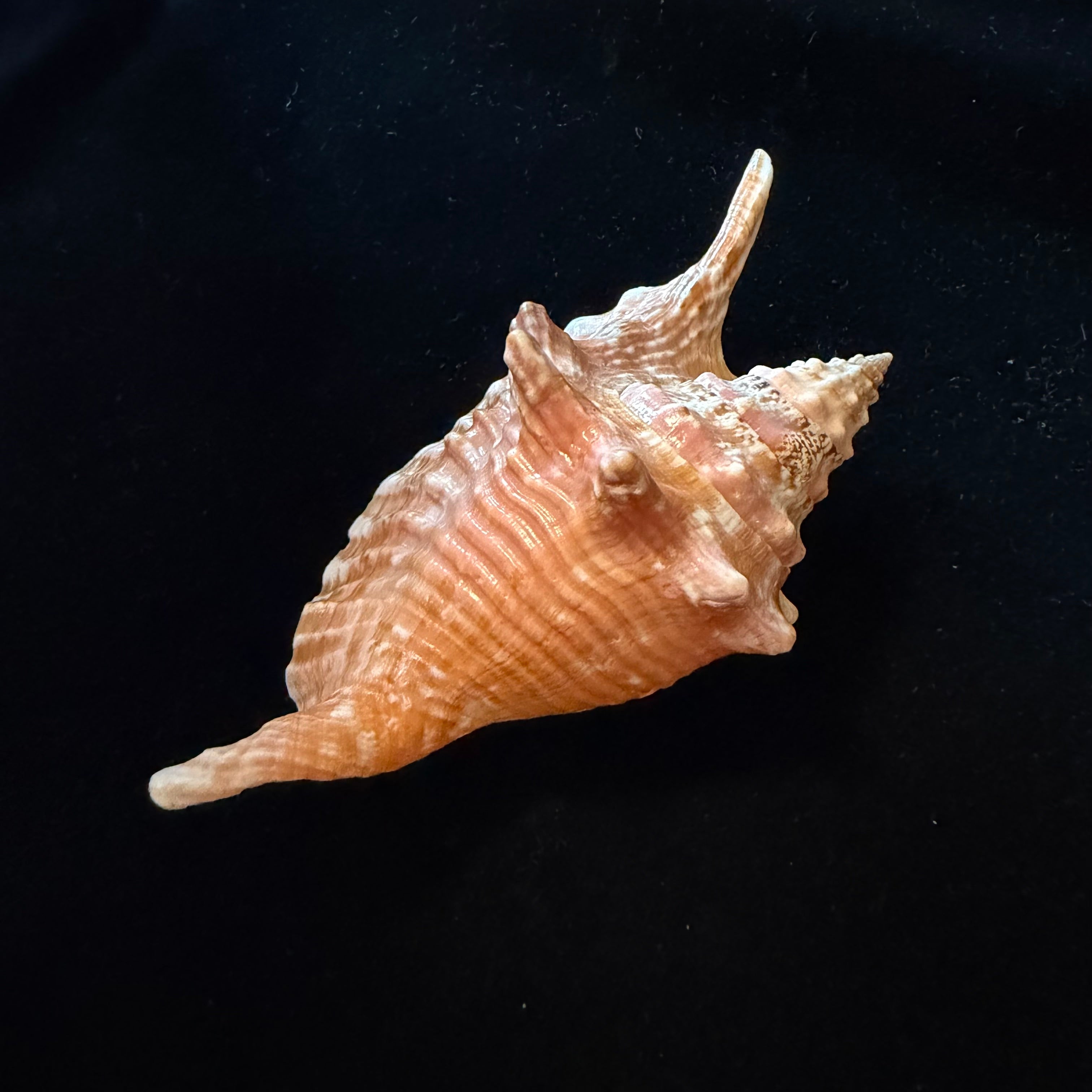 Aliger gallus (Linnaeus, 1758) -118mm
