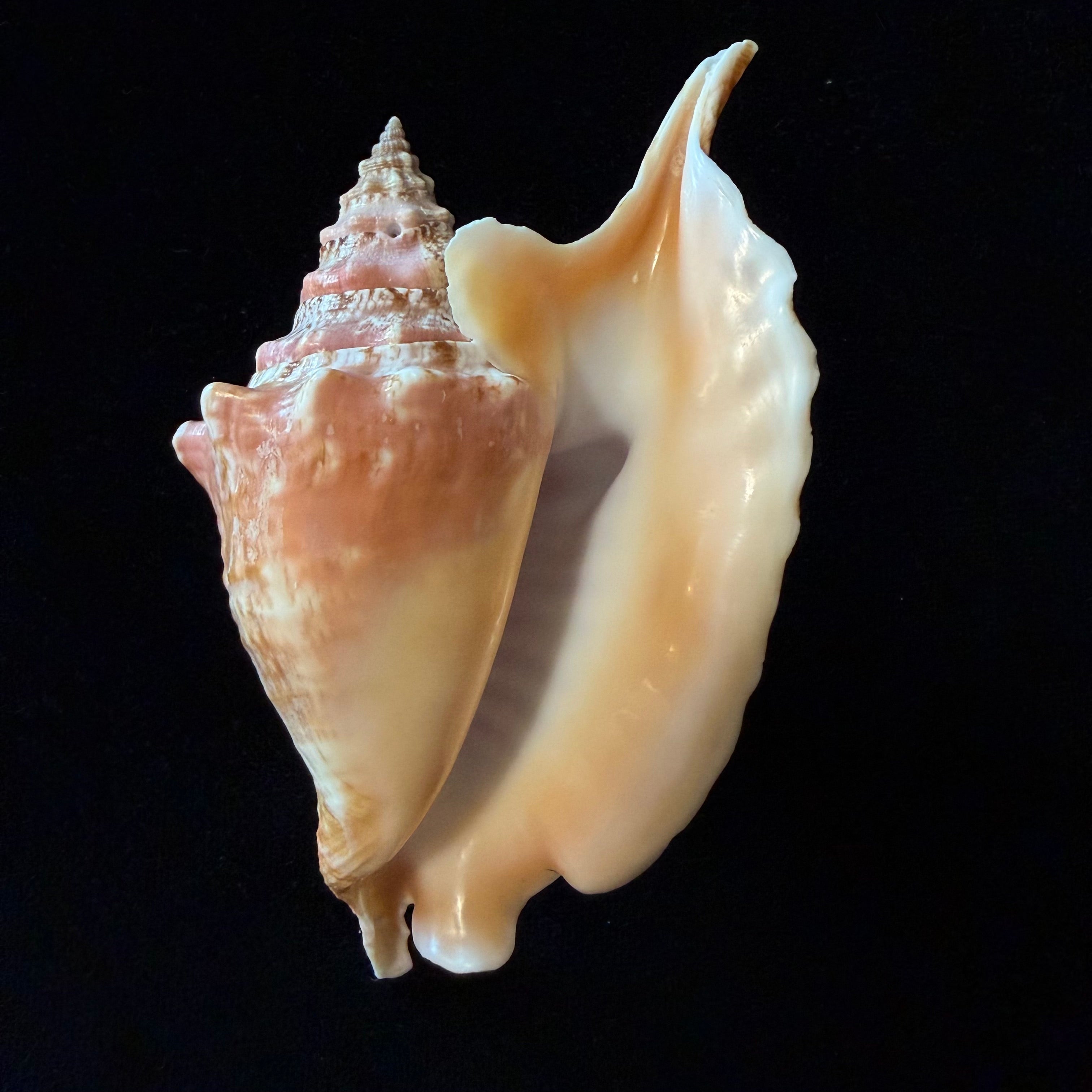 Aliger gallus (Linnaeus, 1758) -118mm