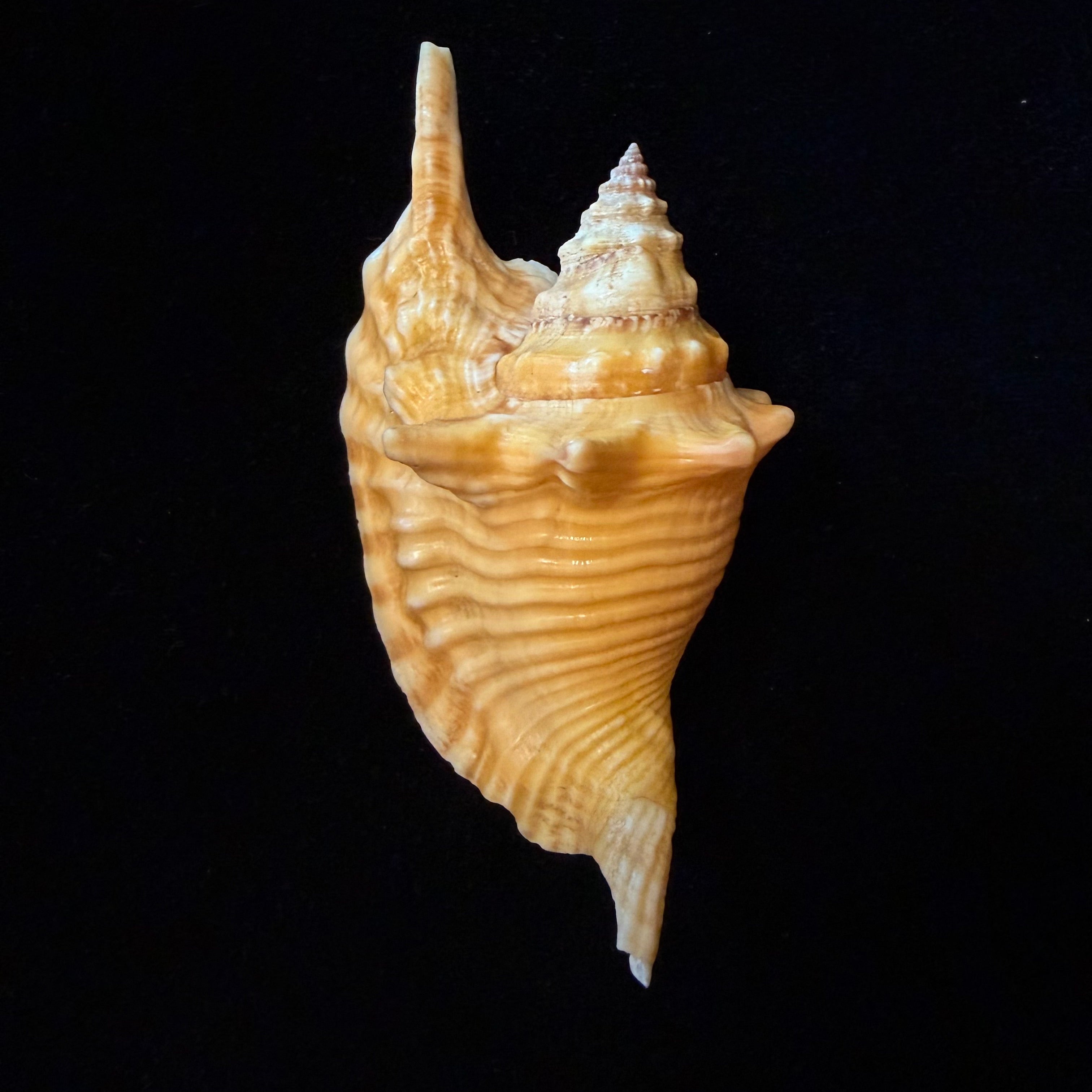 Aliger gallus (Linnaeus, 1758) -104,7mm