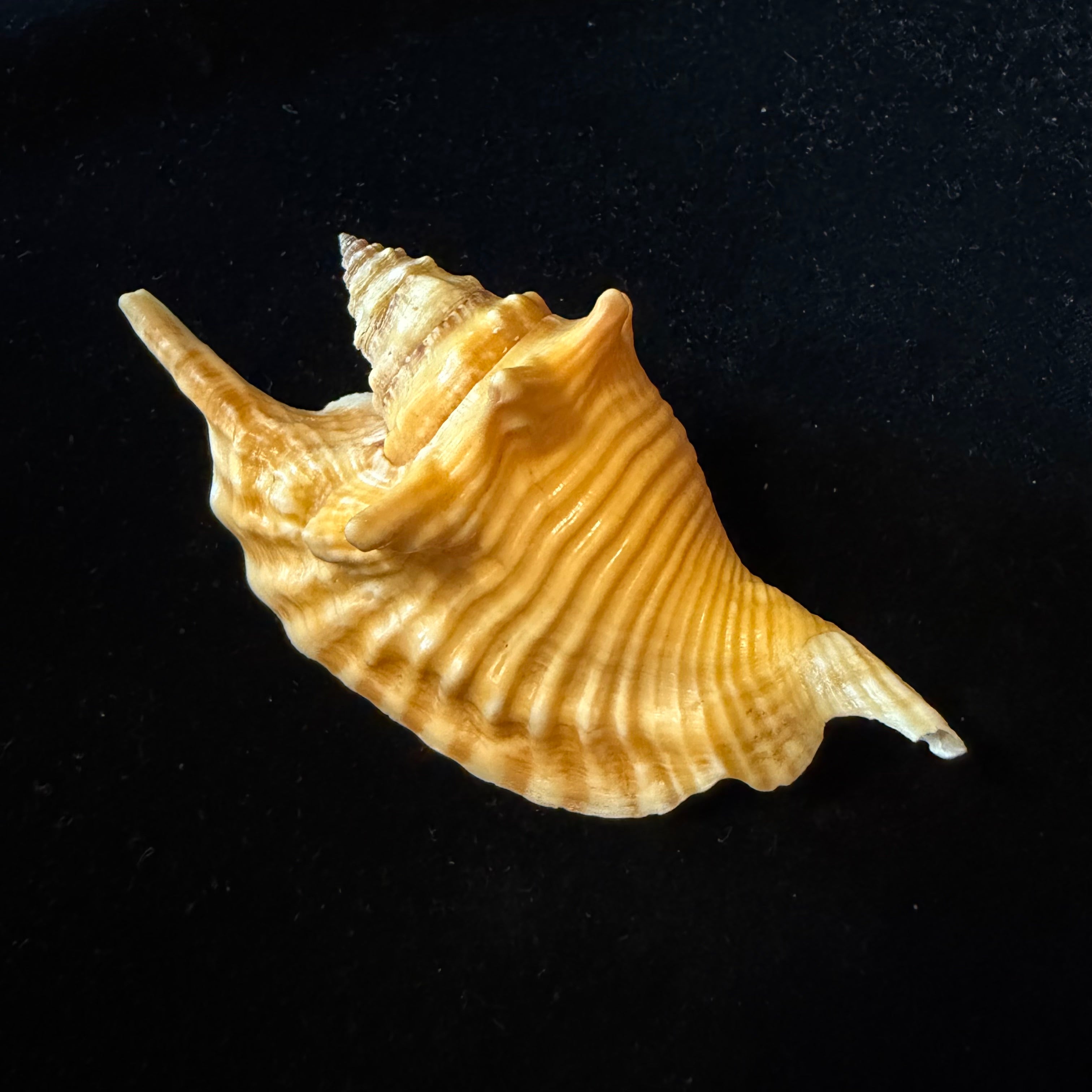 Aliger gallus (Linnaeus, 1758) -104,7mm