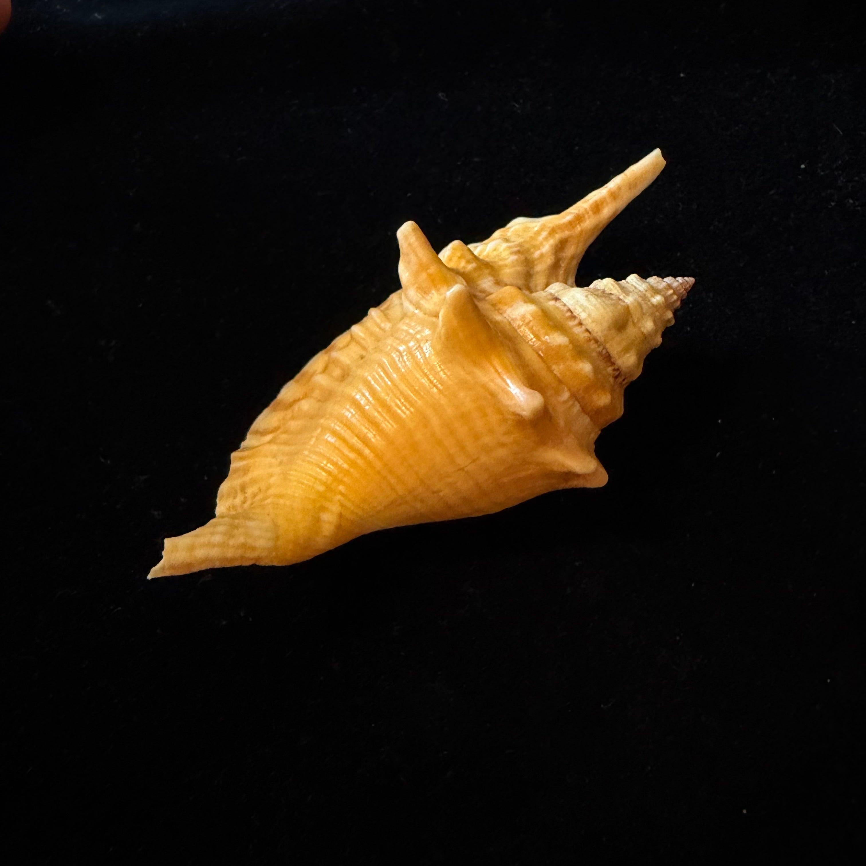 Aliger gallus (Linnaeus, 1758) -104,7mm