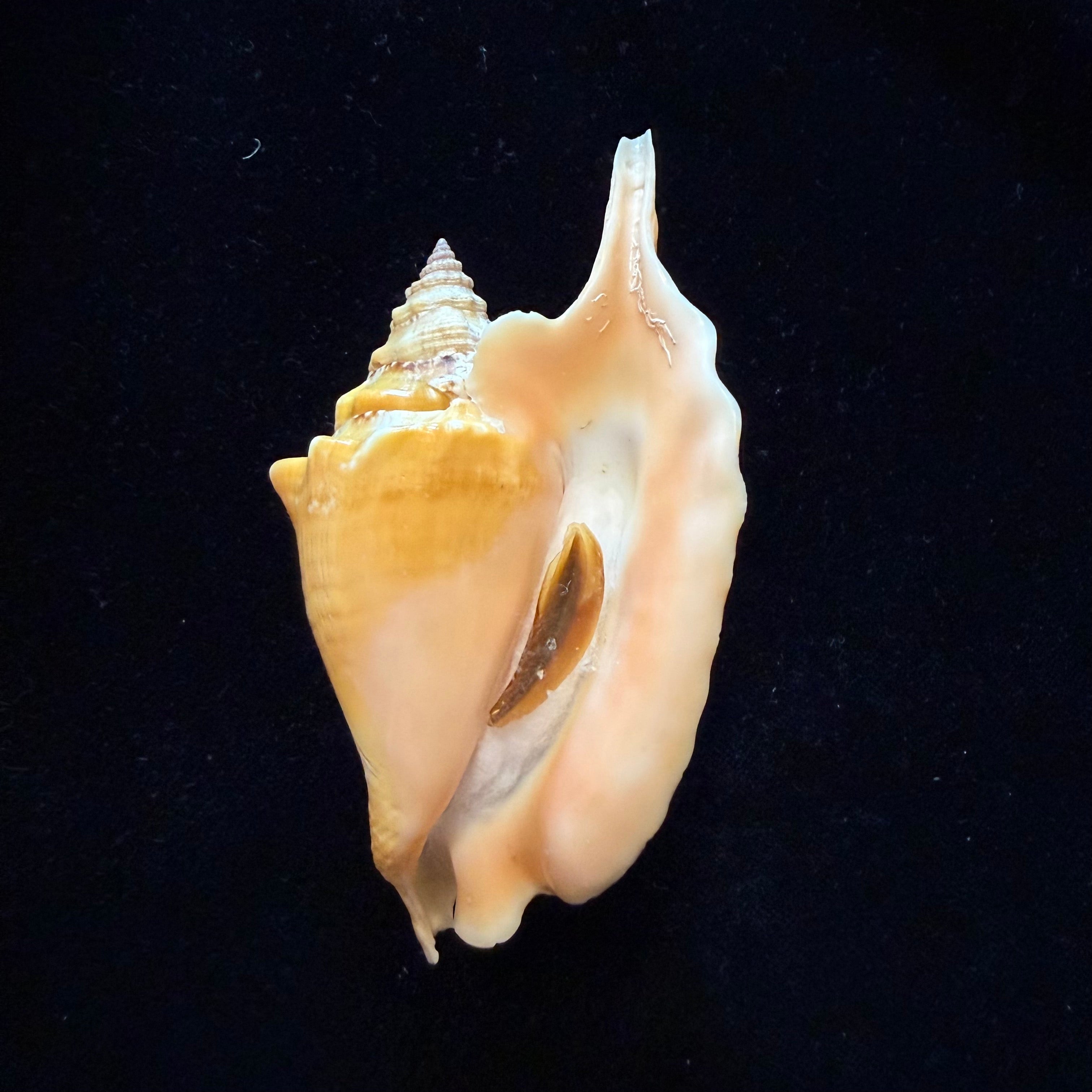 Aliger gallus (Linnaeus, 1758) -104,7mm