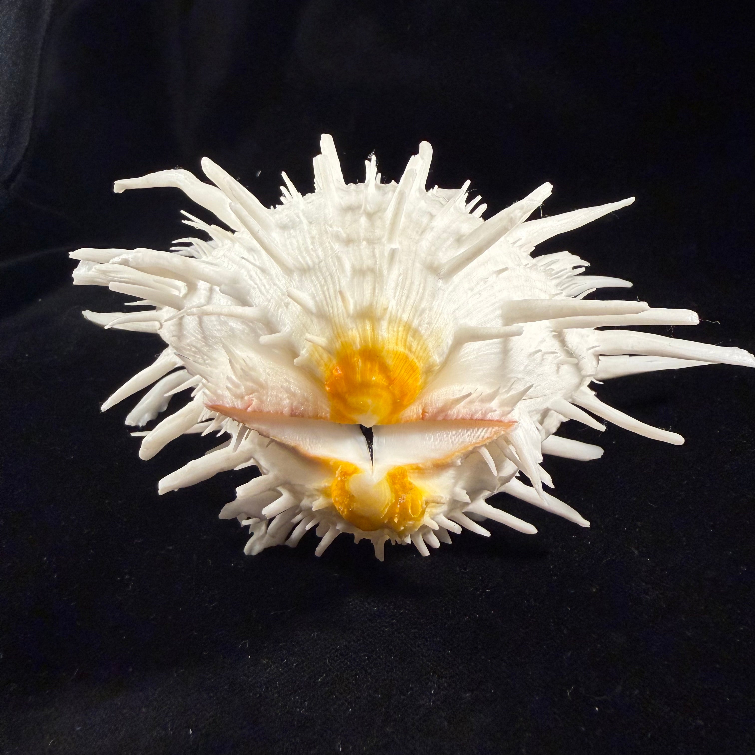 Spondylus americanus Hermann, 1781 - 146,1mm