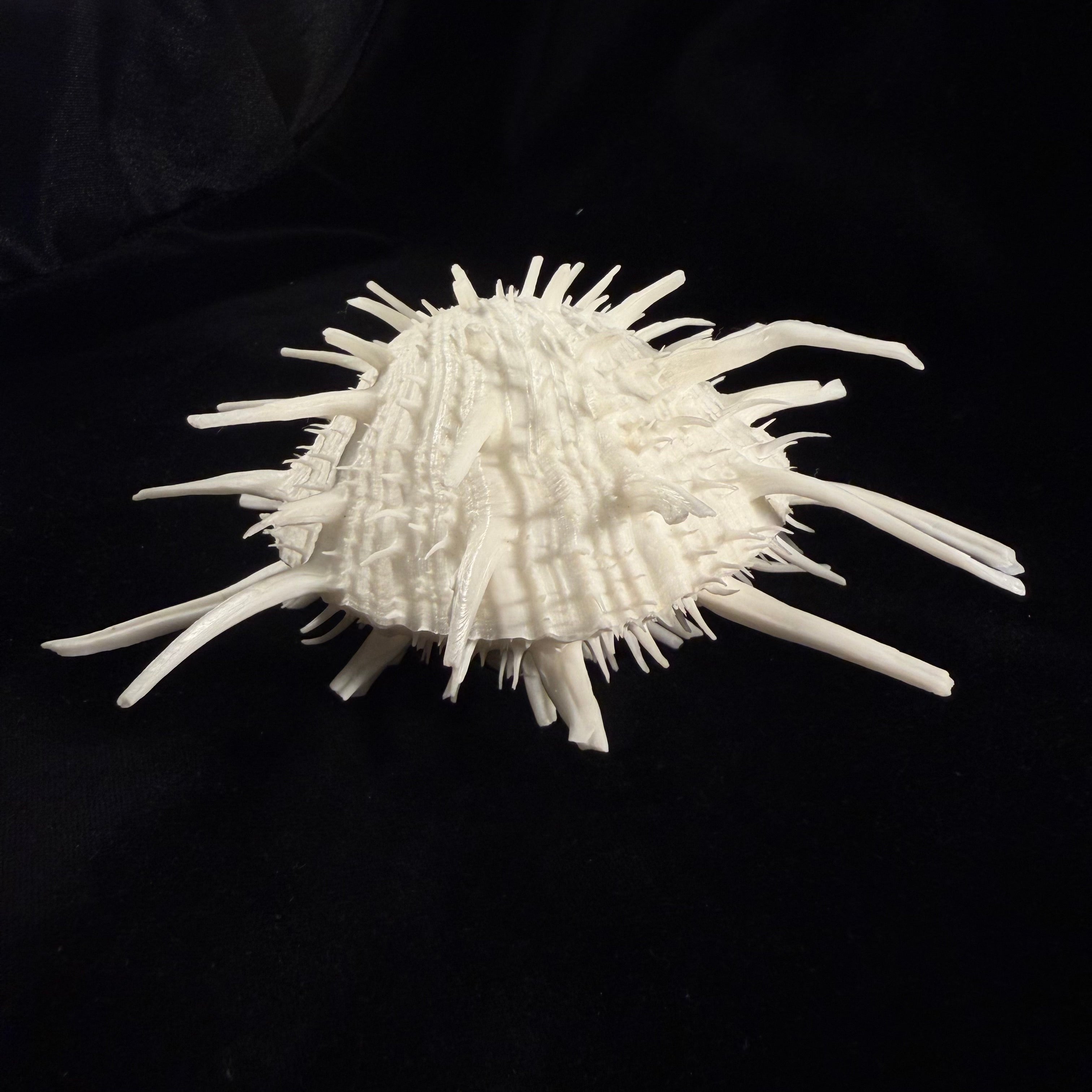Spondylus americanus Hermann, 1781 - 146,1mm