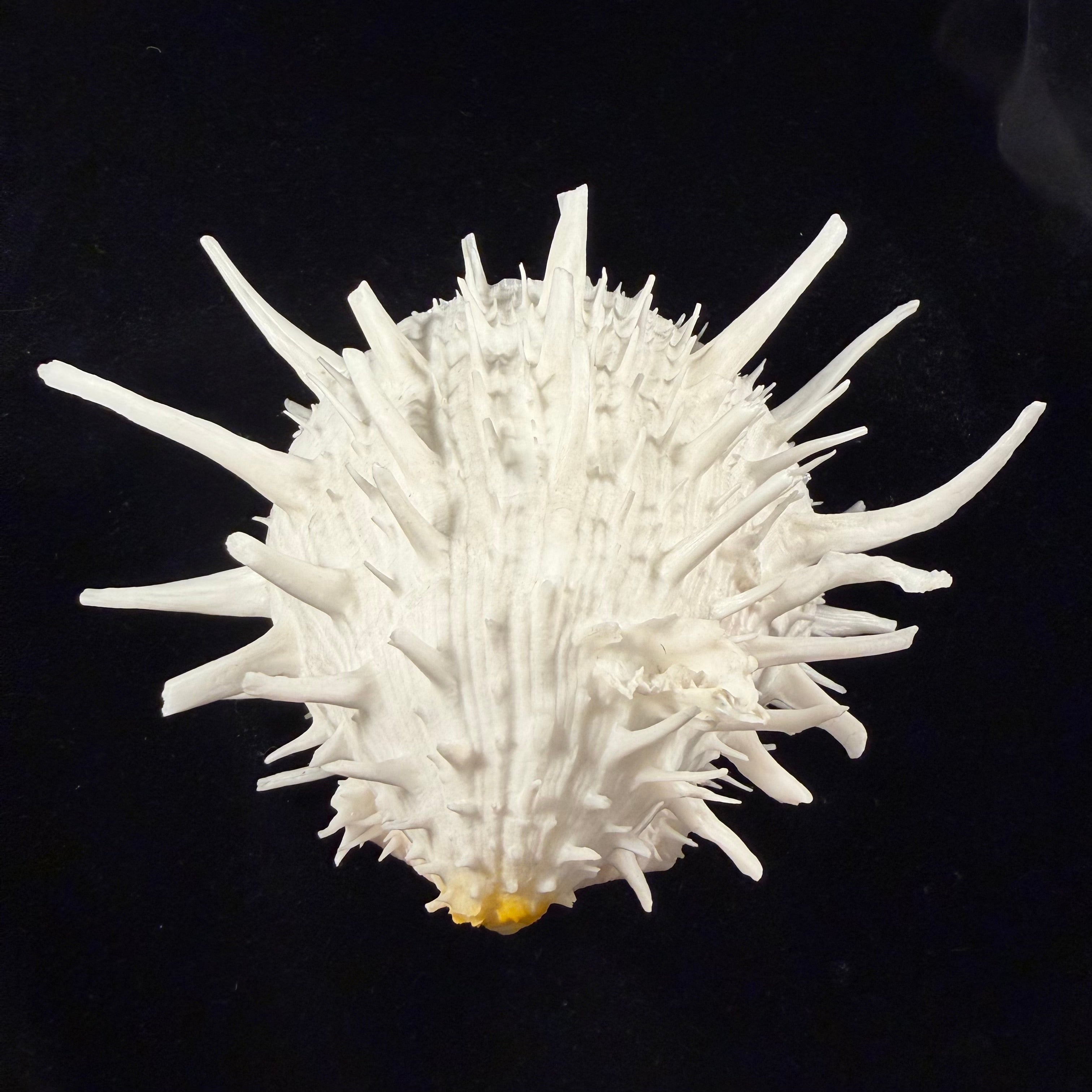 Spondylus americanus Hermann, 1781 - 146,1mm