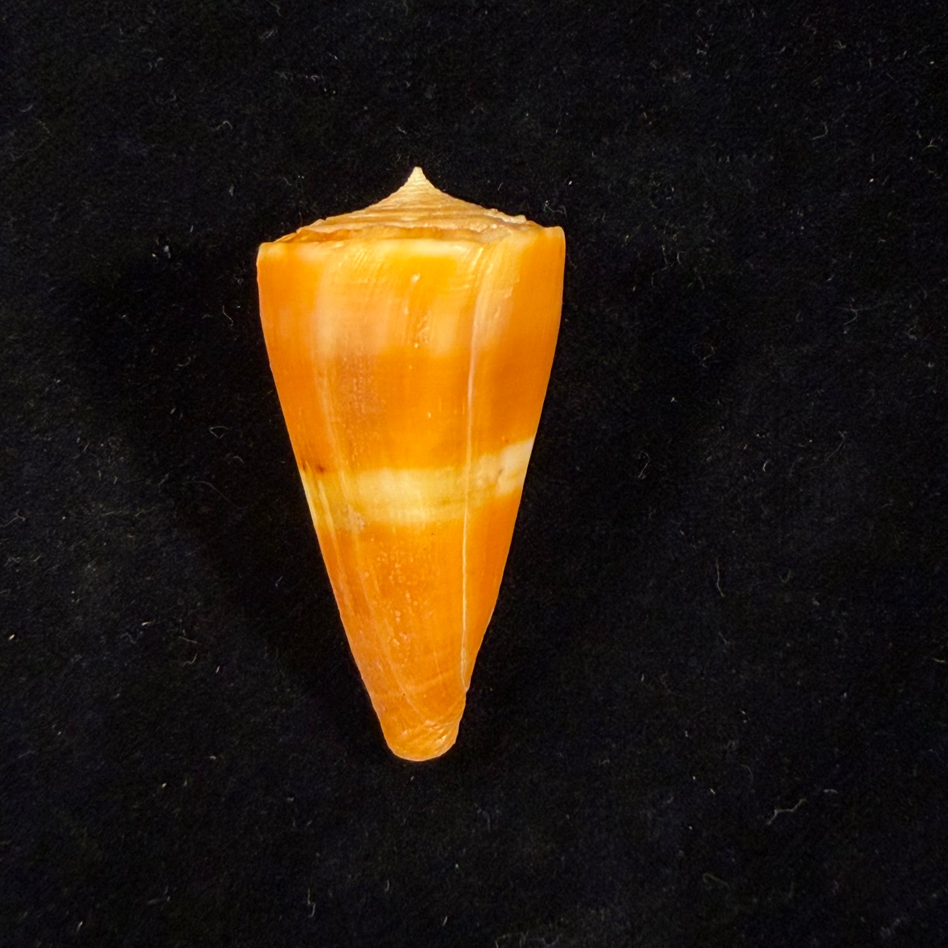 Conus worki Petuch, 1998 - 46,6mm