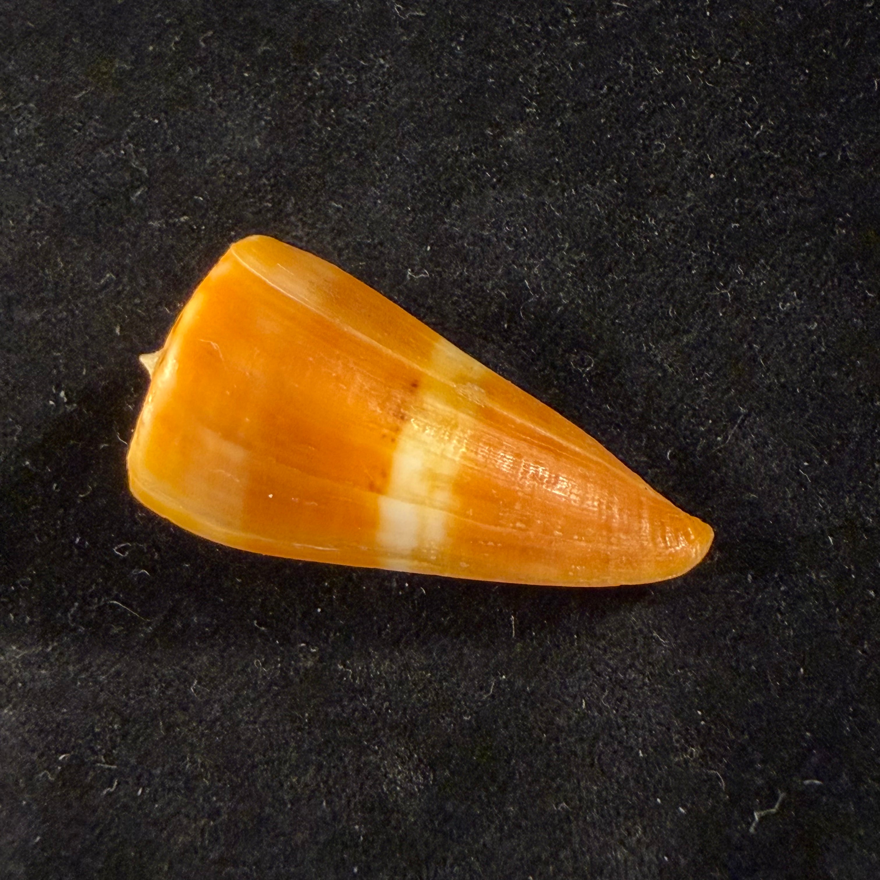 Conus worki Petuch, 1998 - 46,6mm