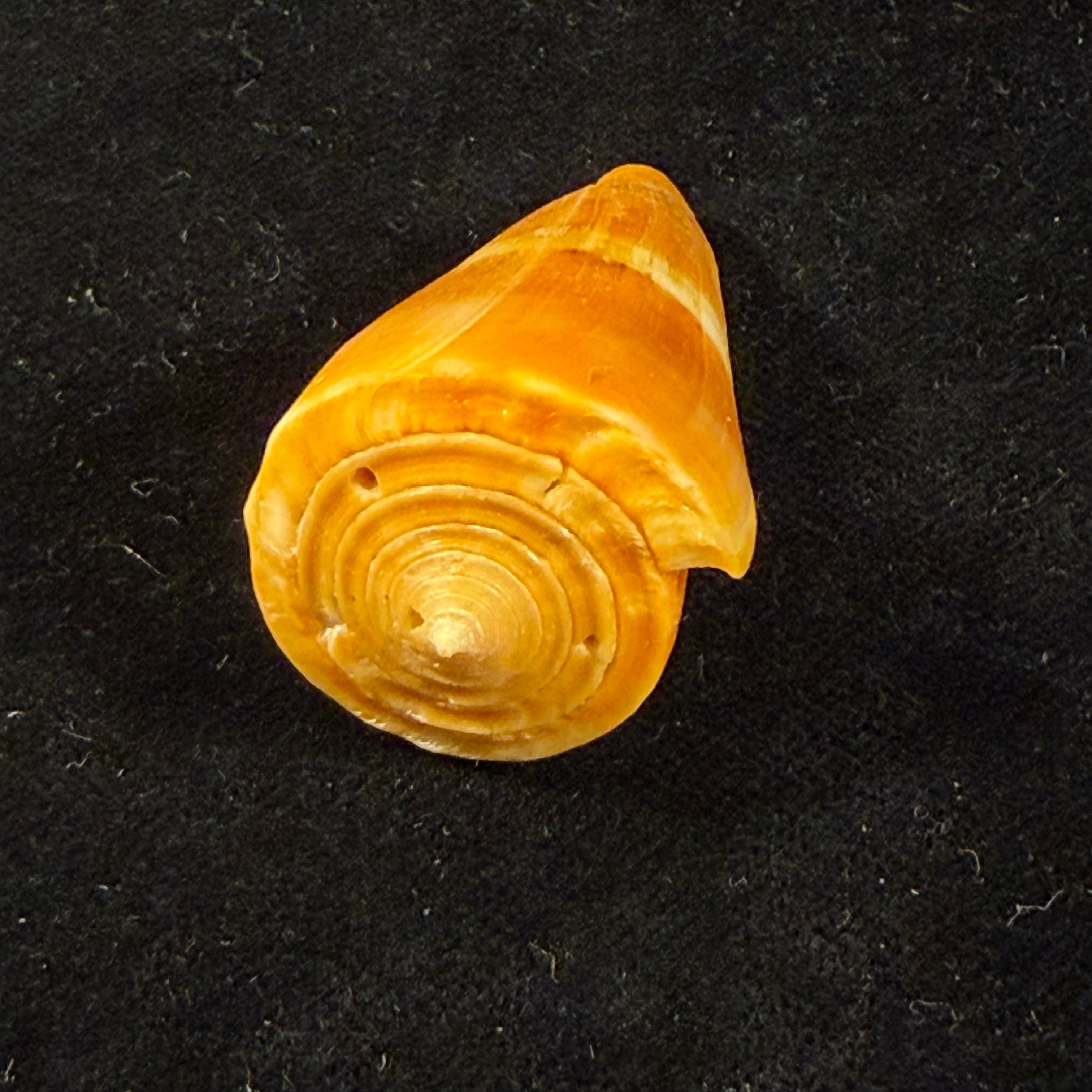 Conus worki Petuch, 1998 - 46,6mm