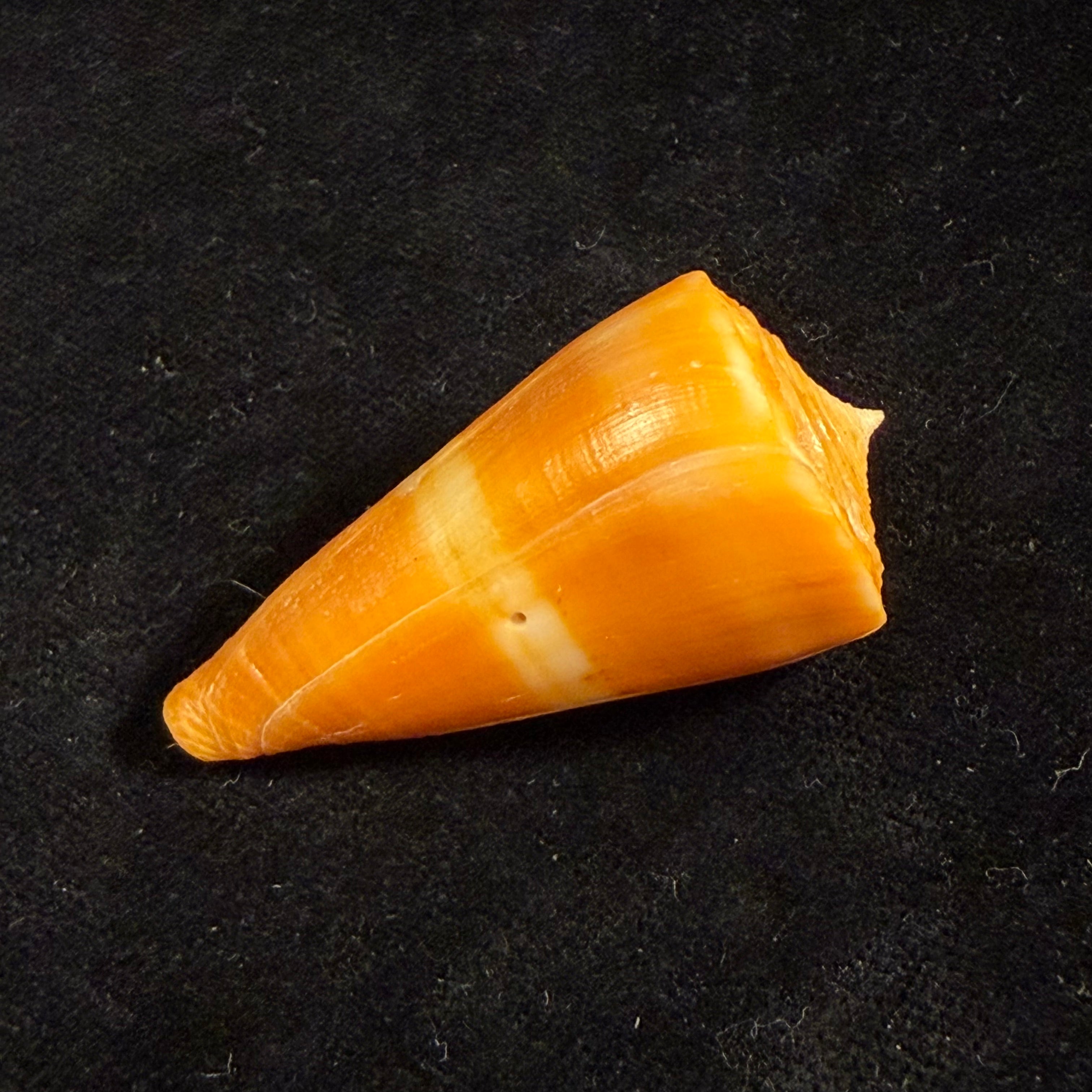 Conus worki Petuch, 1998 - 46,6mm