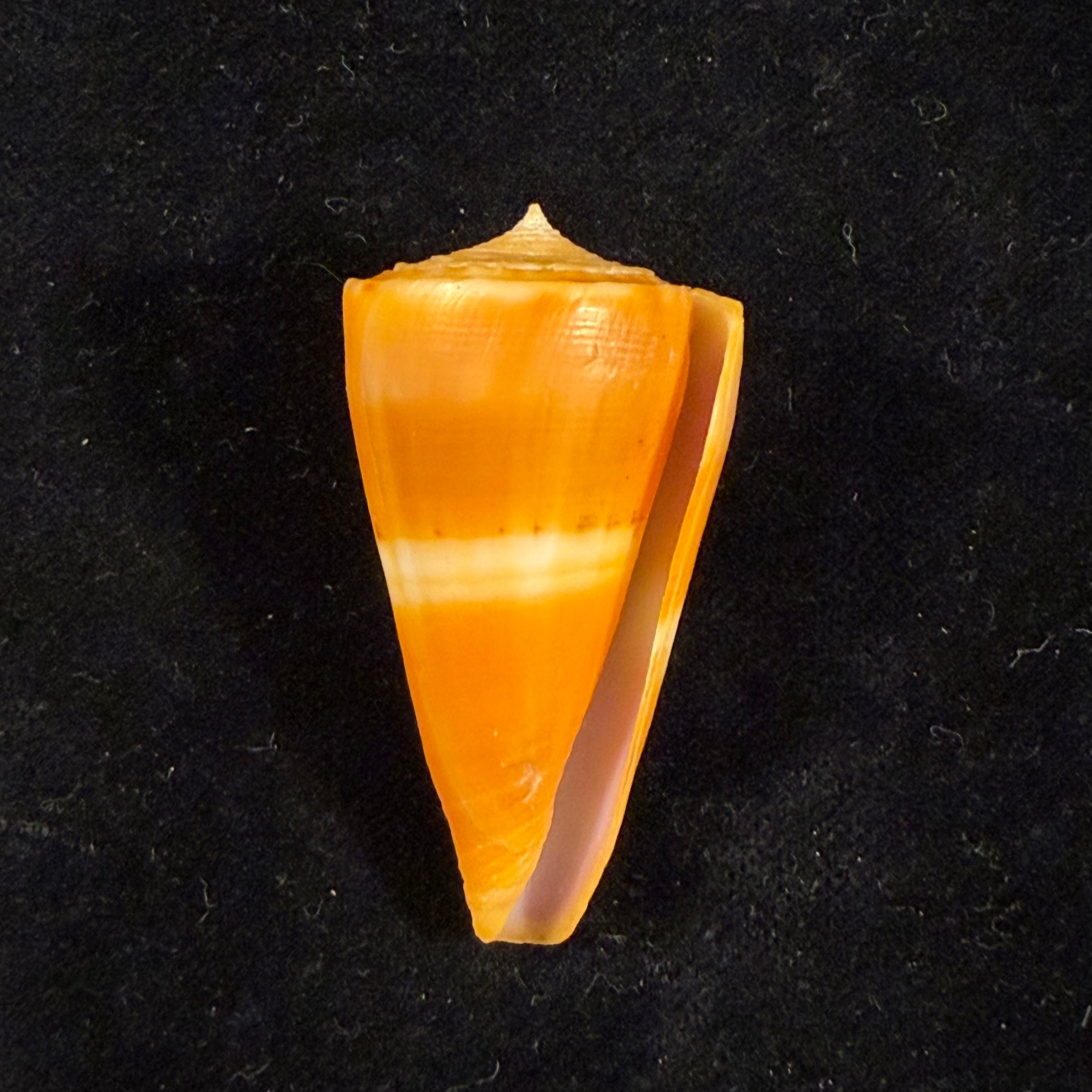 Conus worki Petuch, 1998 - 46,6mm