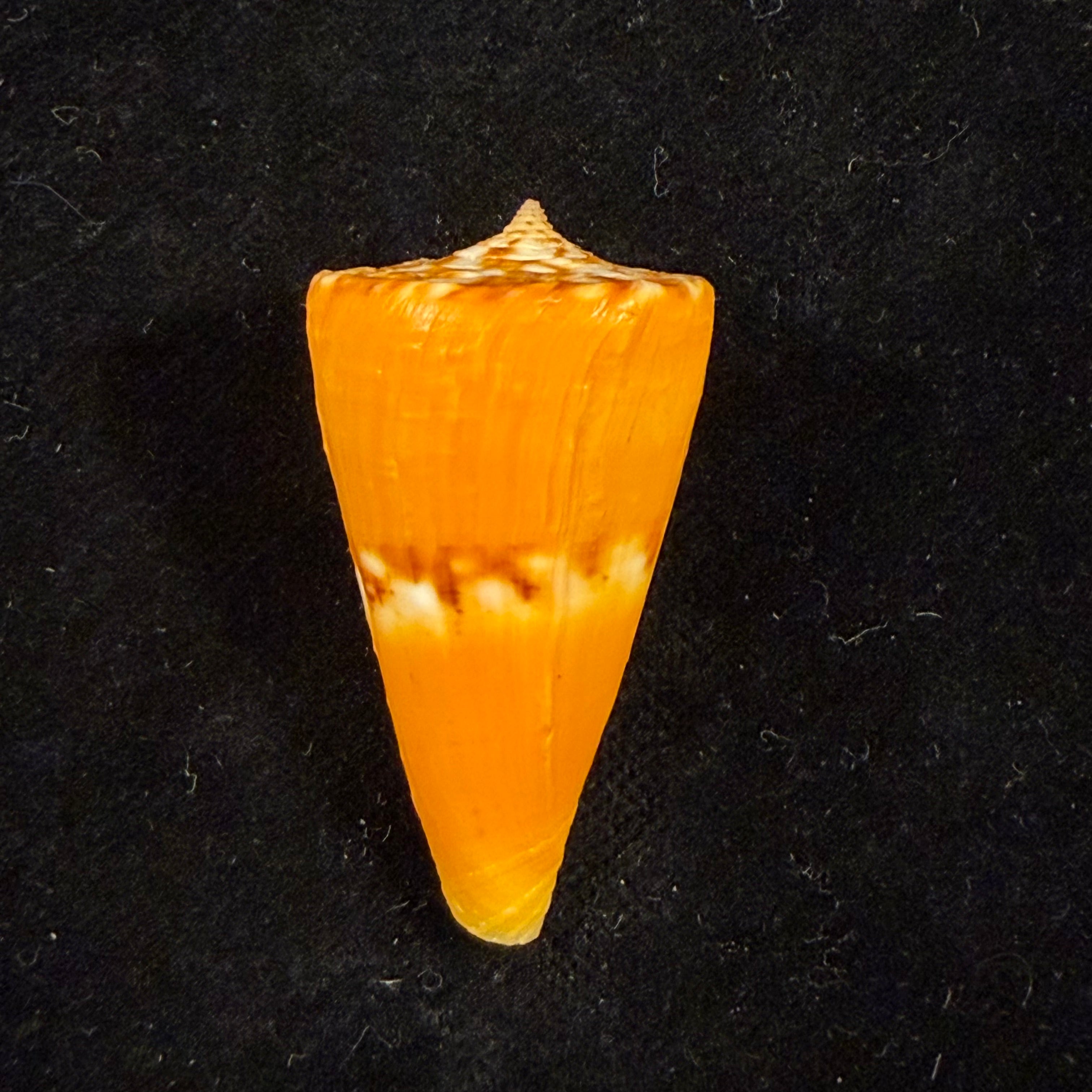 Conus riosi Petuch, 1986 - 39,1mm