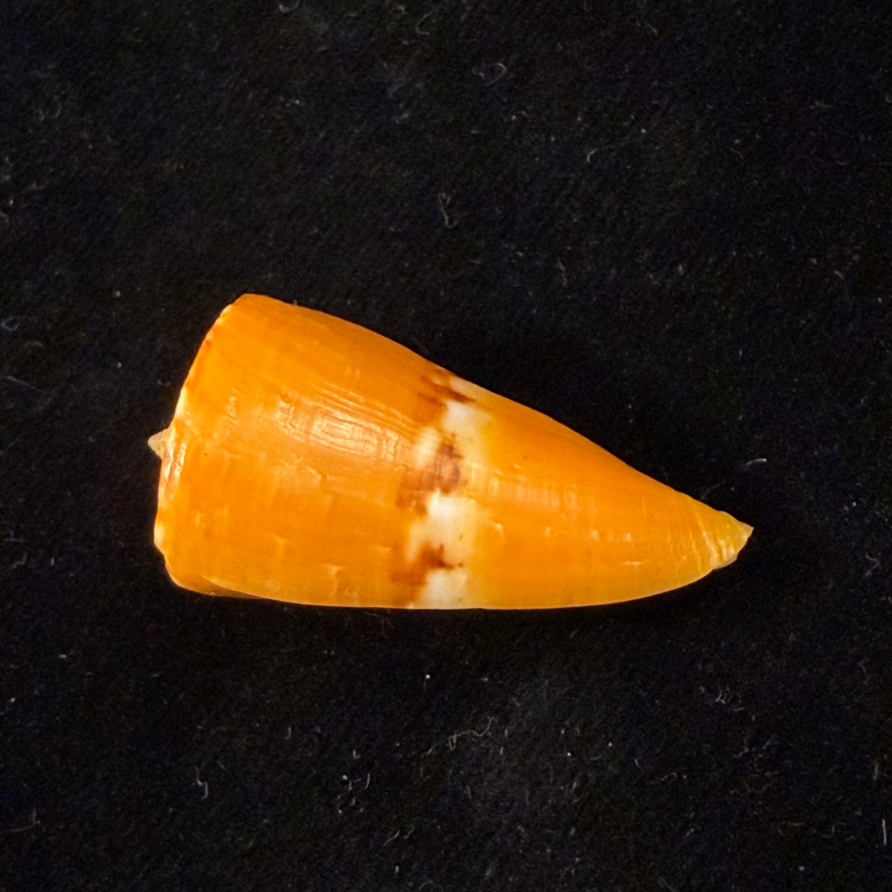 Conus riosi Petuch, 1986 - 39,1mm