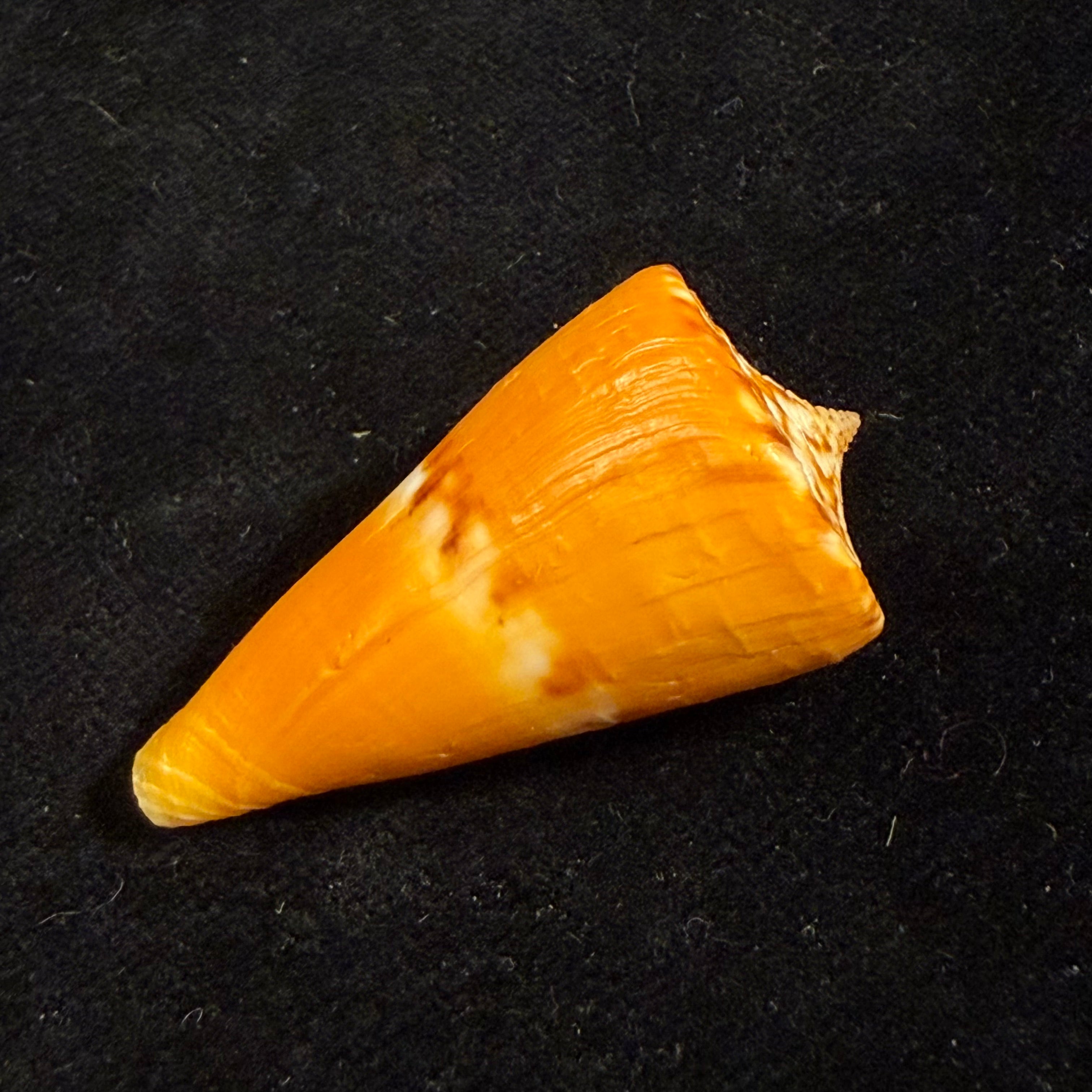 Conus riosi Petuch, 1986 - 39,1mm