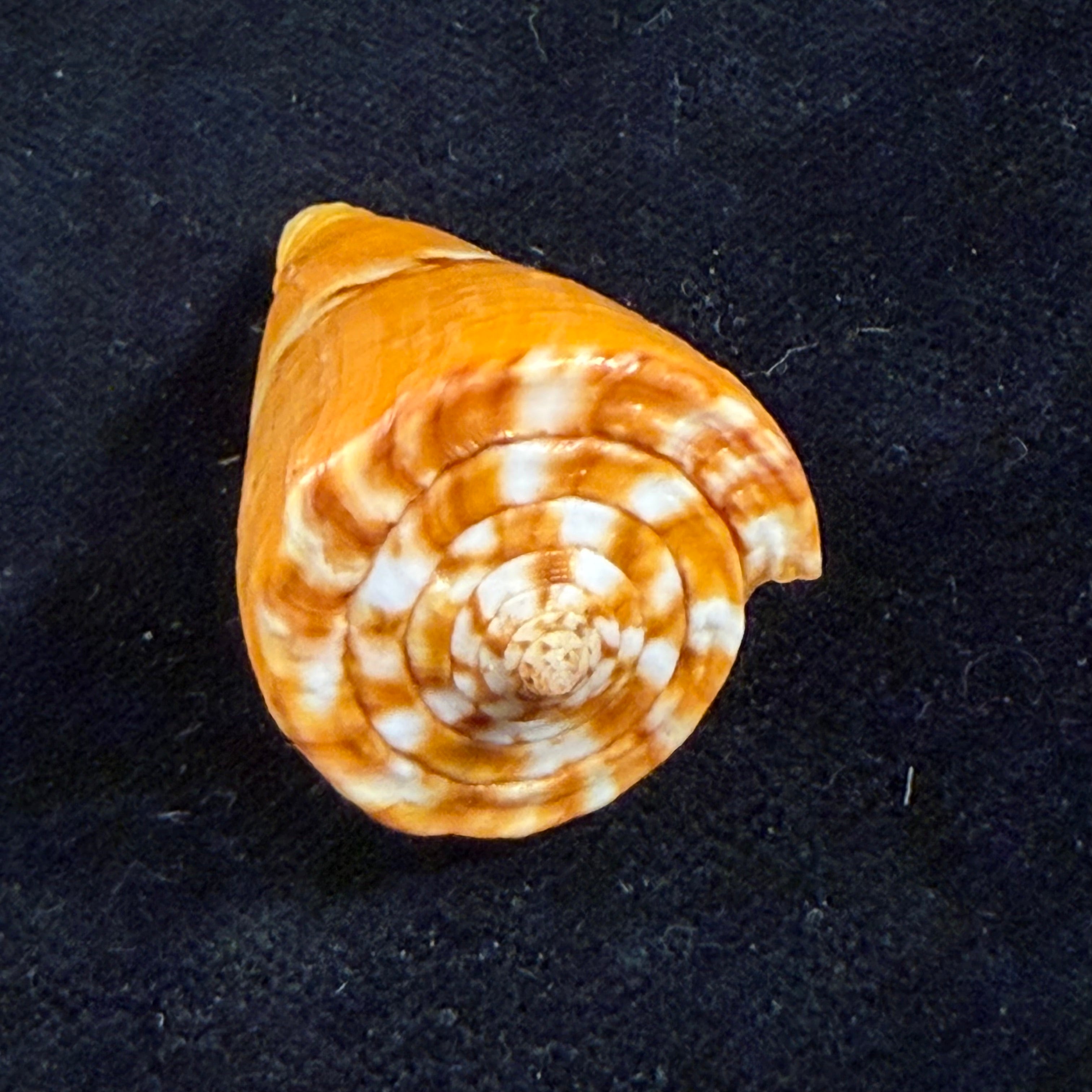 Conus riosi Petuch, 1986 - 39,1mm