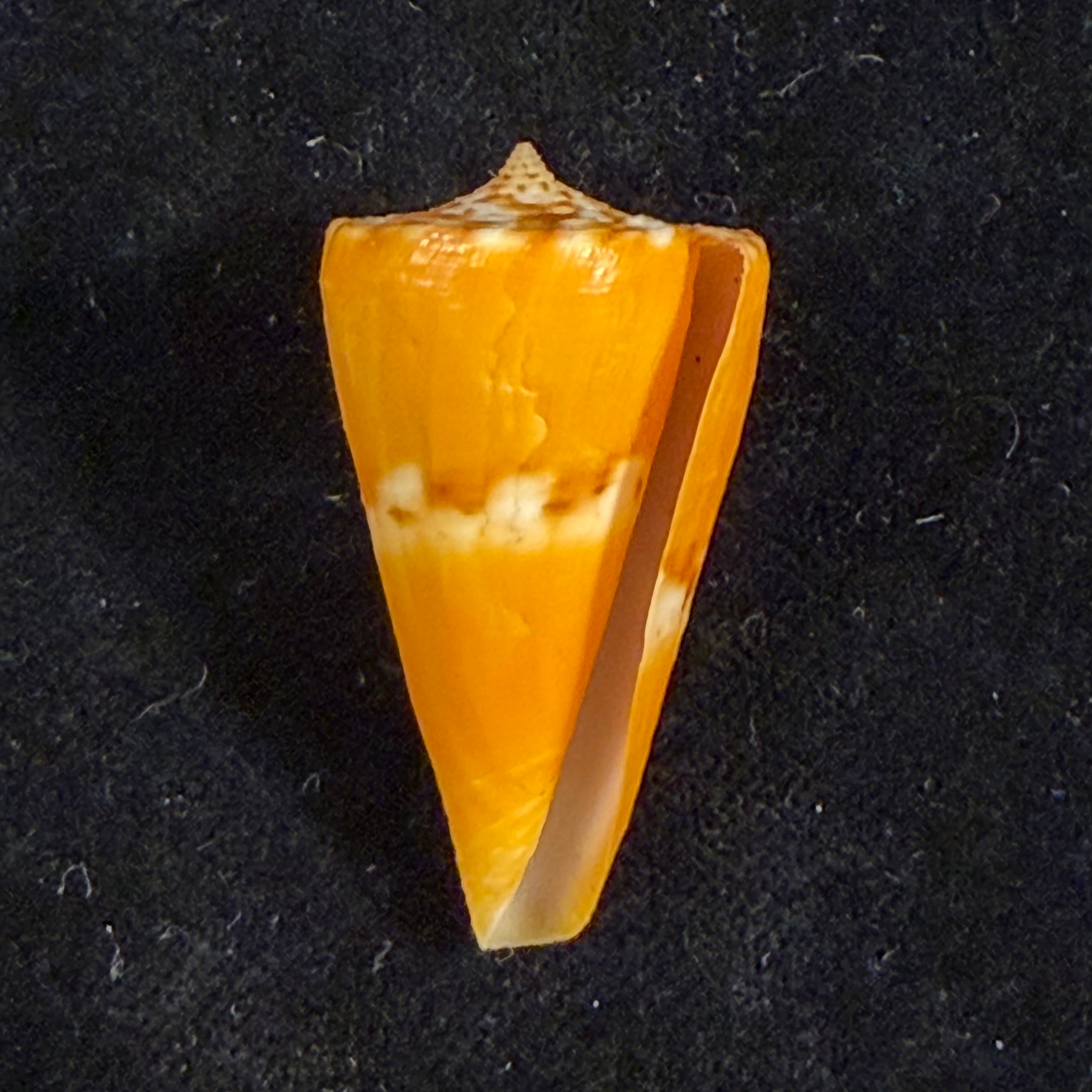 Conus riosi Petuch, 1986 - 39,1mm