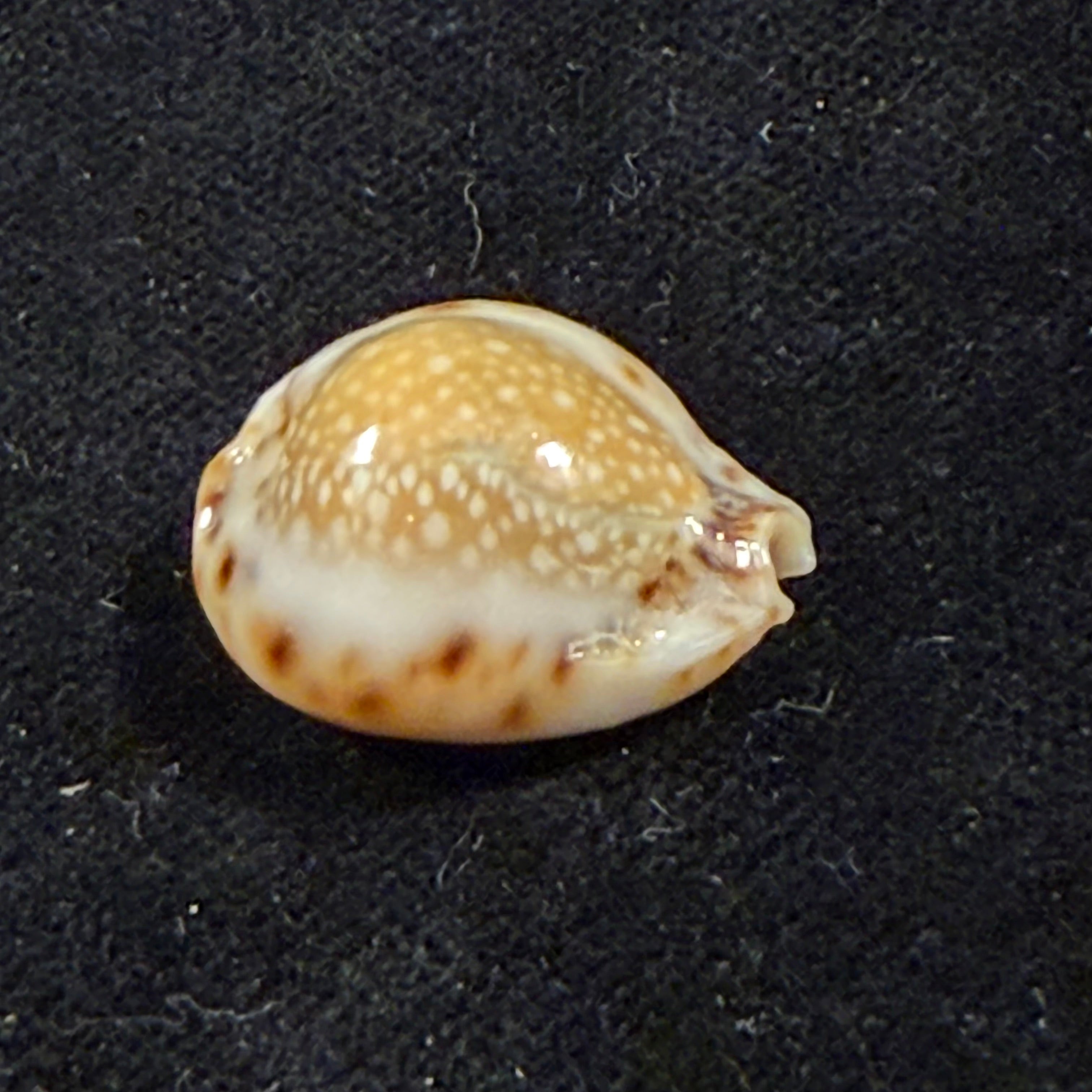 Erosaria lamarckii redimita (Melvill, 1888) - 21,4mm