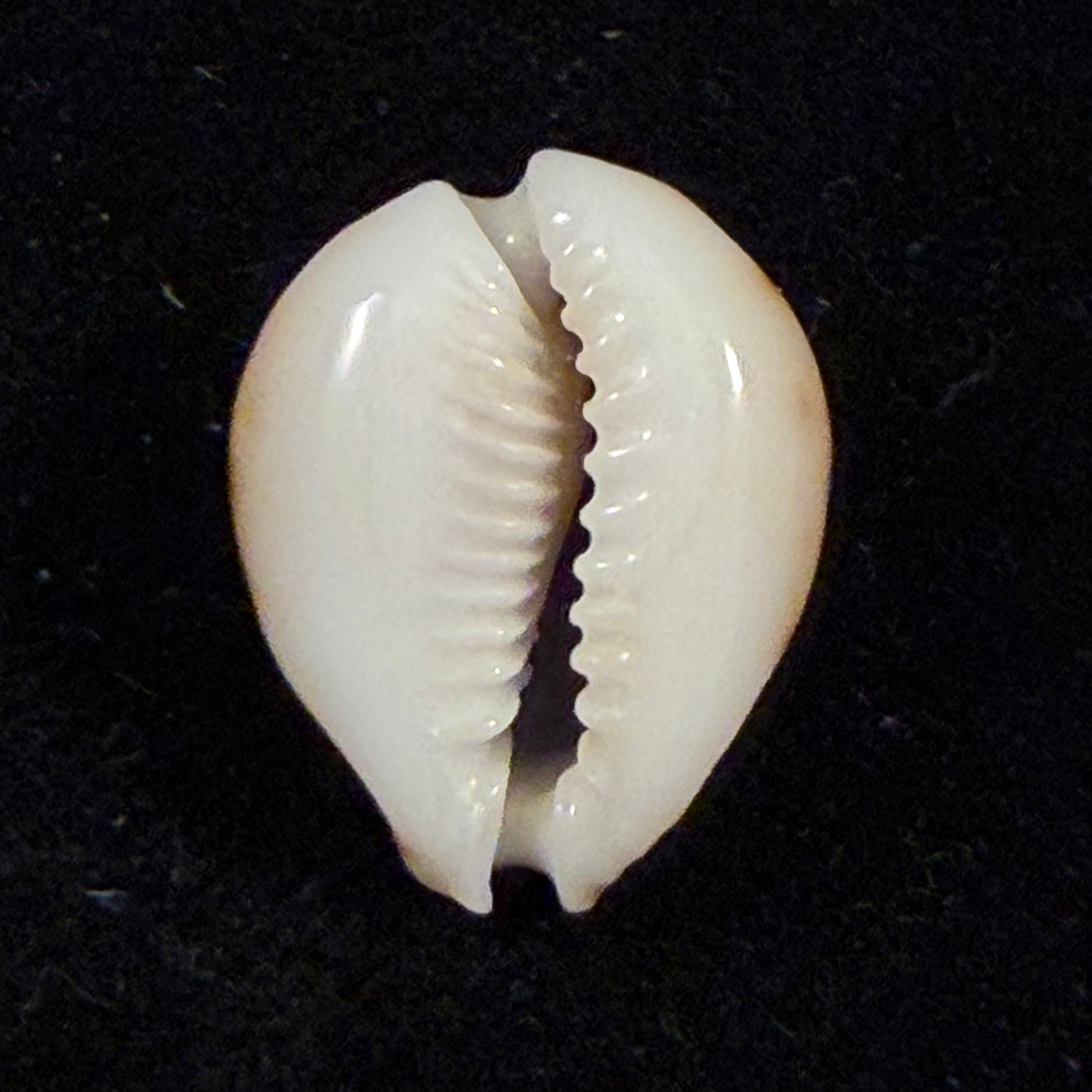 Erosaria lamarckii redimita (Melvill, 1888) - 21,4mm