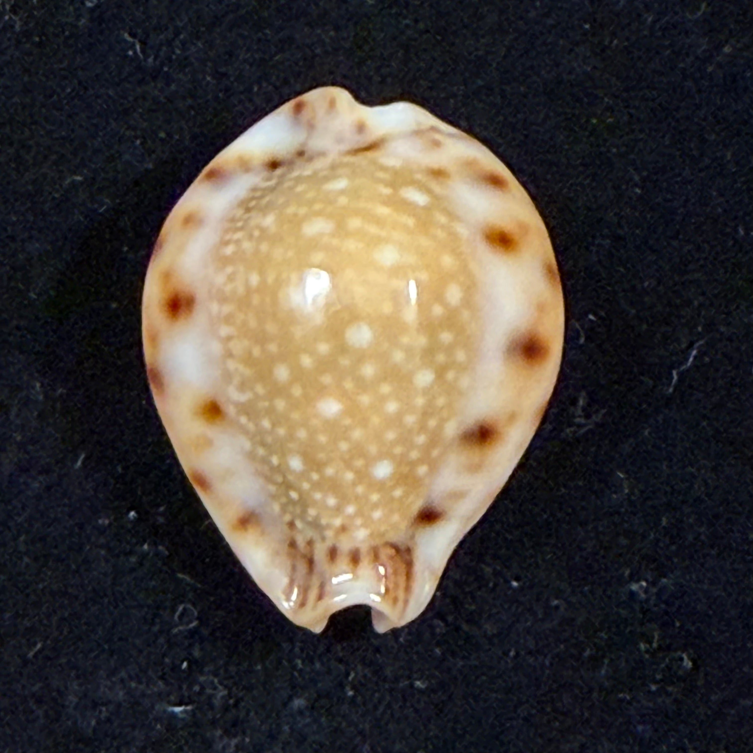 Erosaria lamarckii redimita (Melvill, 1888) - 26,4mm