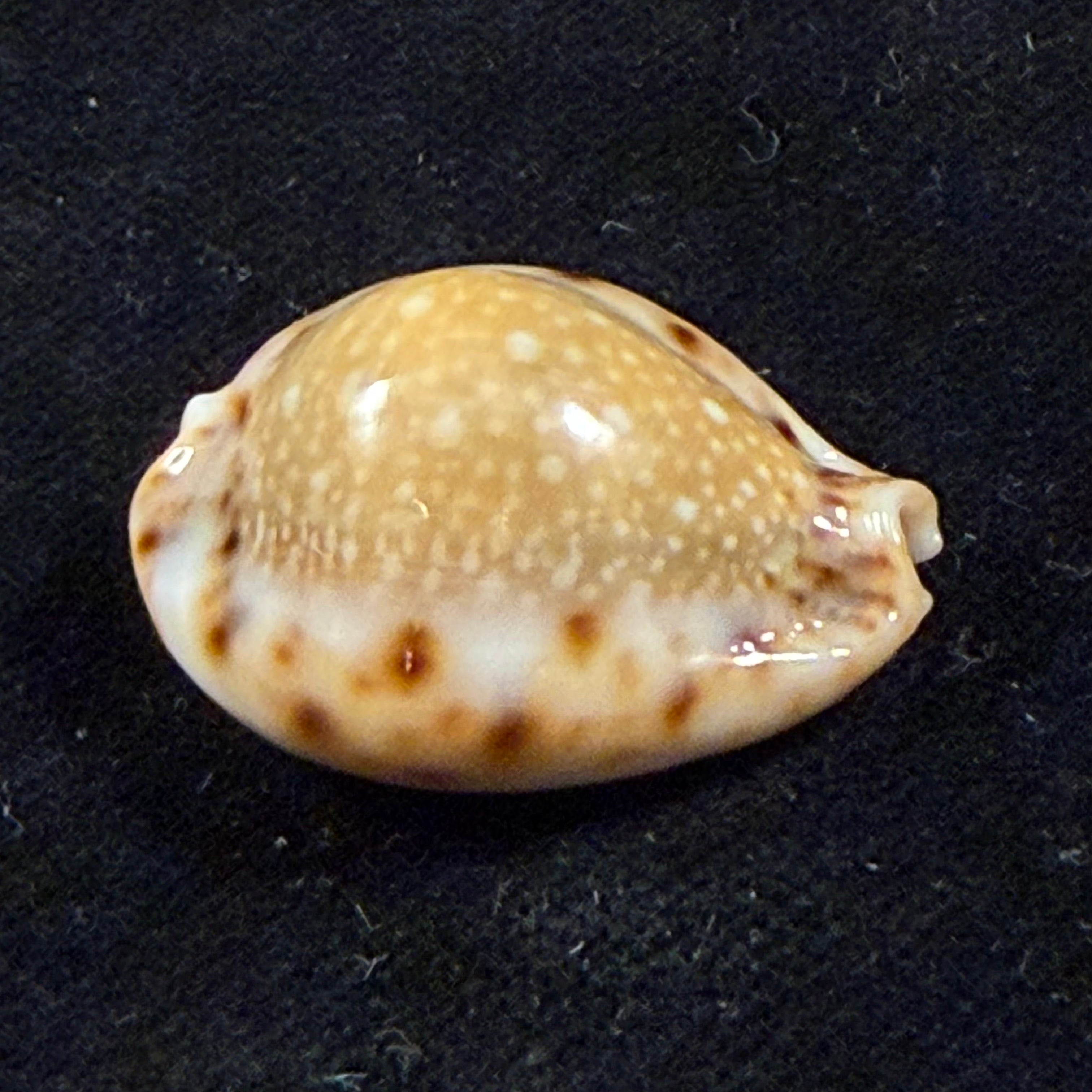 Erosaria lamarckii redimita (Melvill, 1888) - 26,4mm