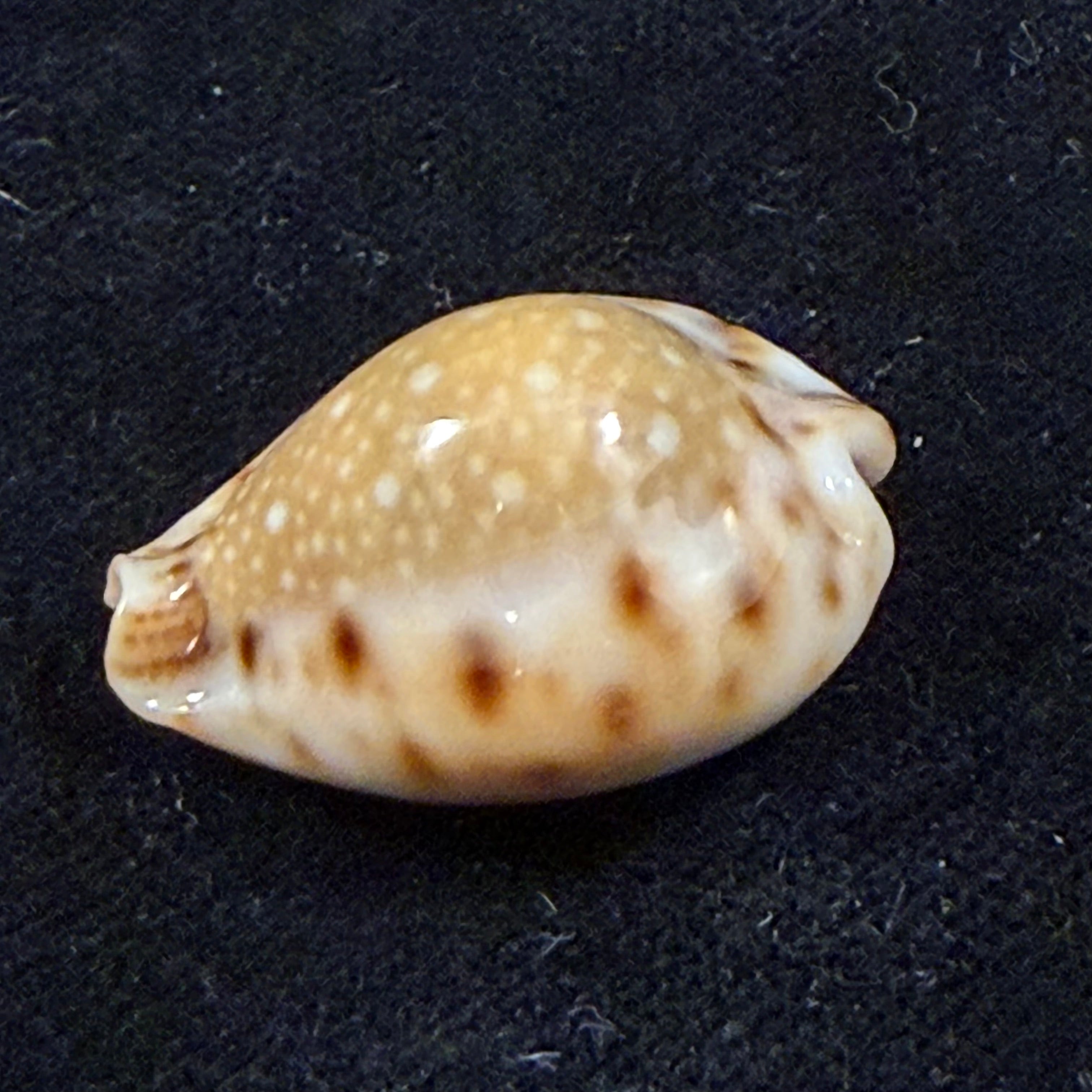 Erosaria lamarckii redimita (Melvill, 1888) - 26,4mm
