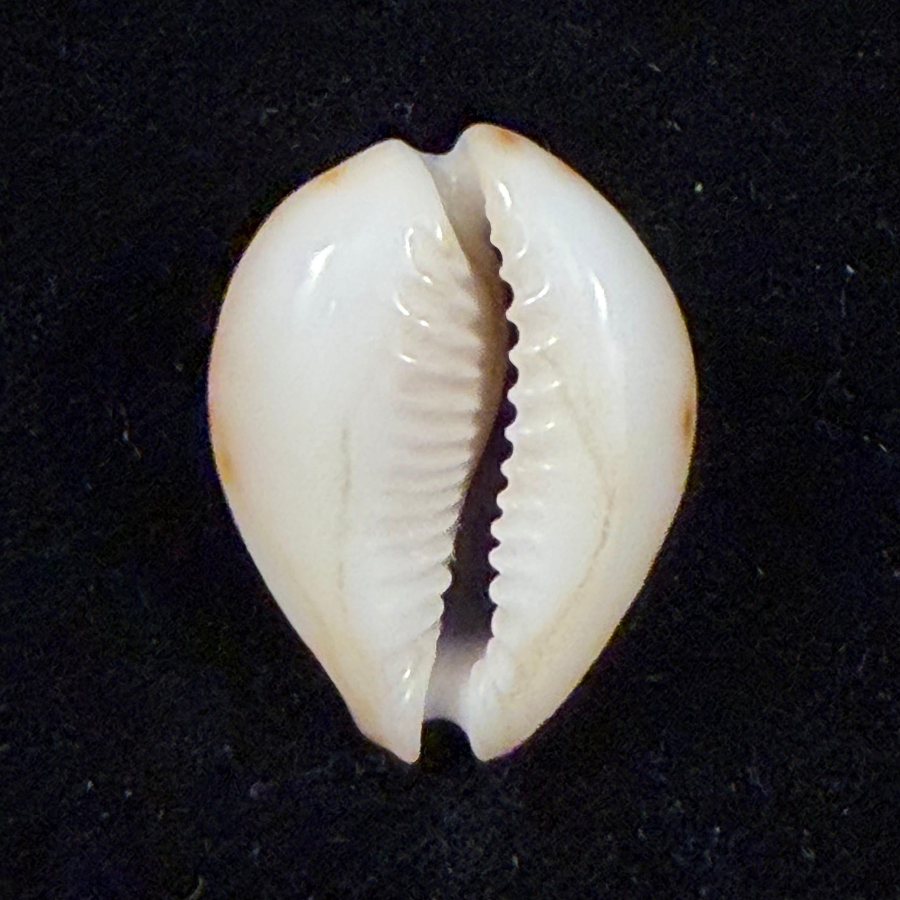 Erosaria lamarckii redimita (Melvill, 1888) - 26,4mm