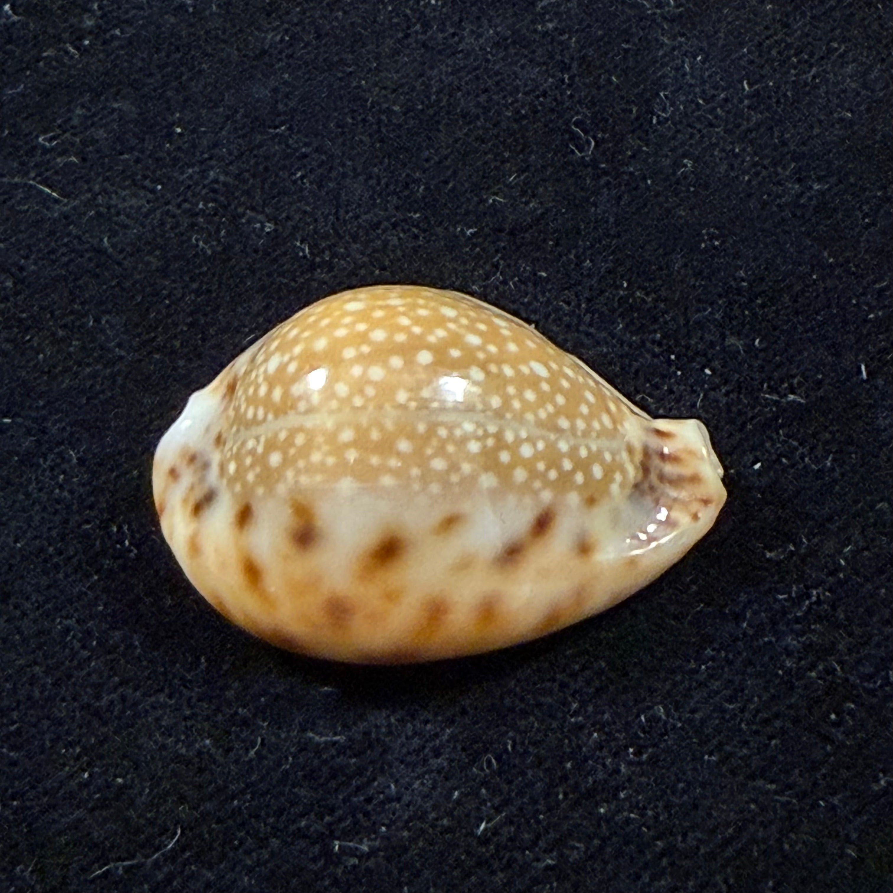 Erosaria lamarckii redimita (Melvill, 1888) - 29,5mm