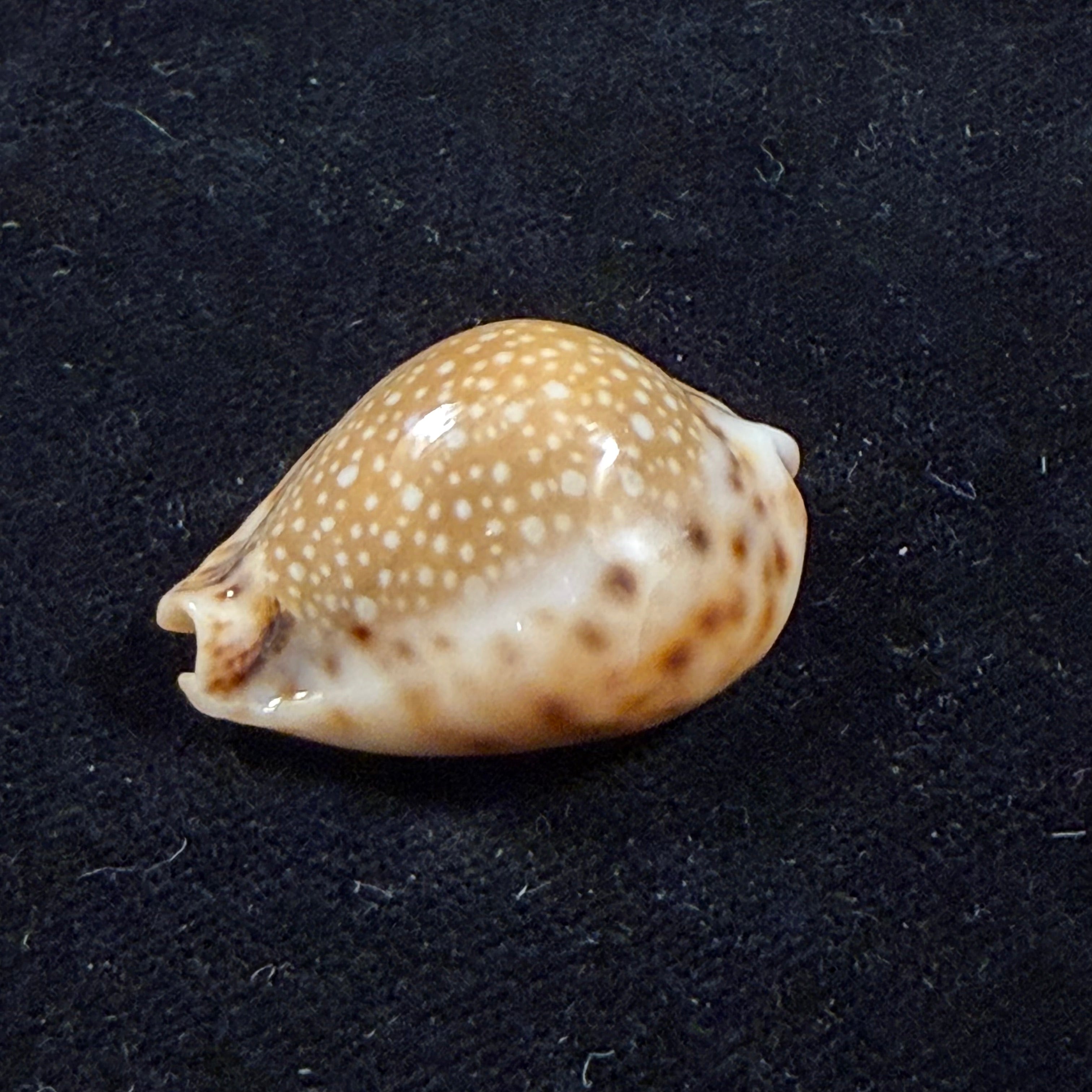 Erosaria lamarckii redimita (Melvill, 1888) - 29,5mm