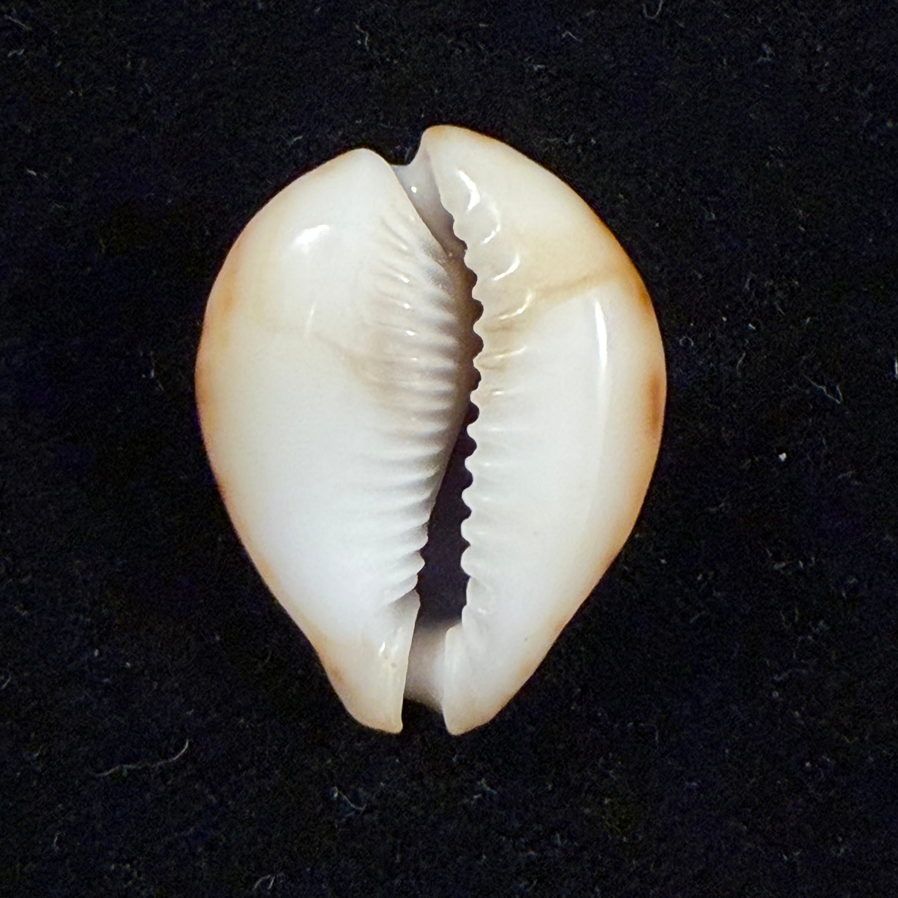 Erosaria lamarckii redimita (Melvill, 1888) - 29,5mm