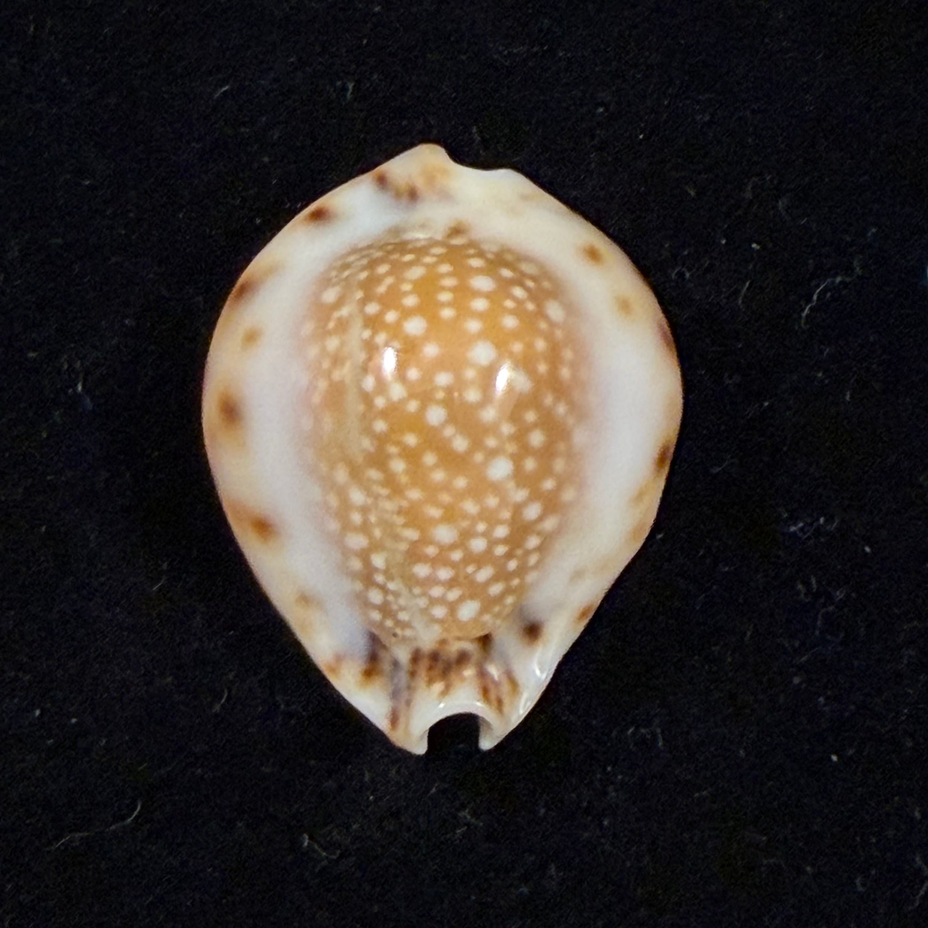 Erosaria lamarckii redimita (Melvill, 1888) - 27,5mm