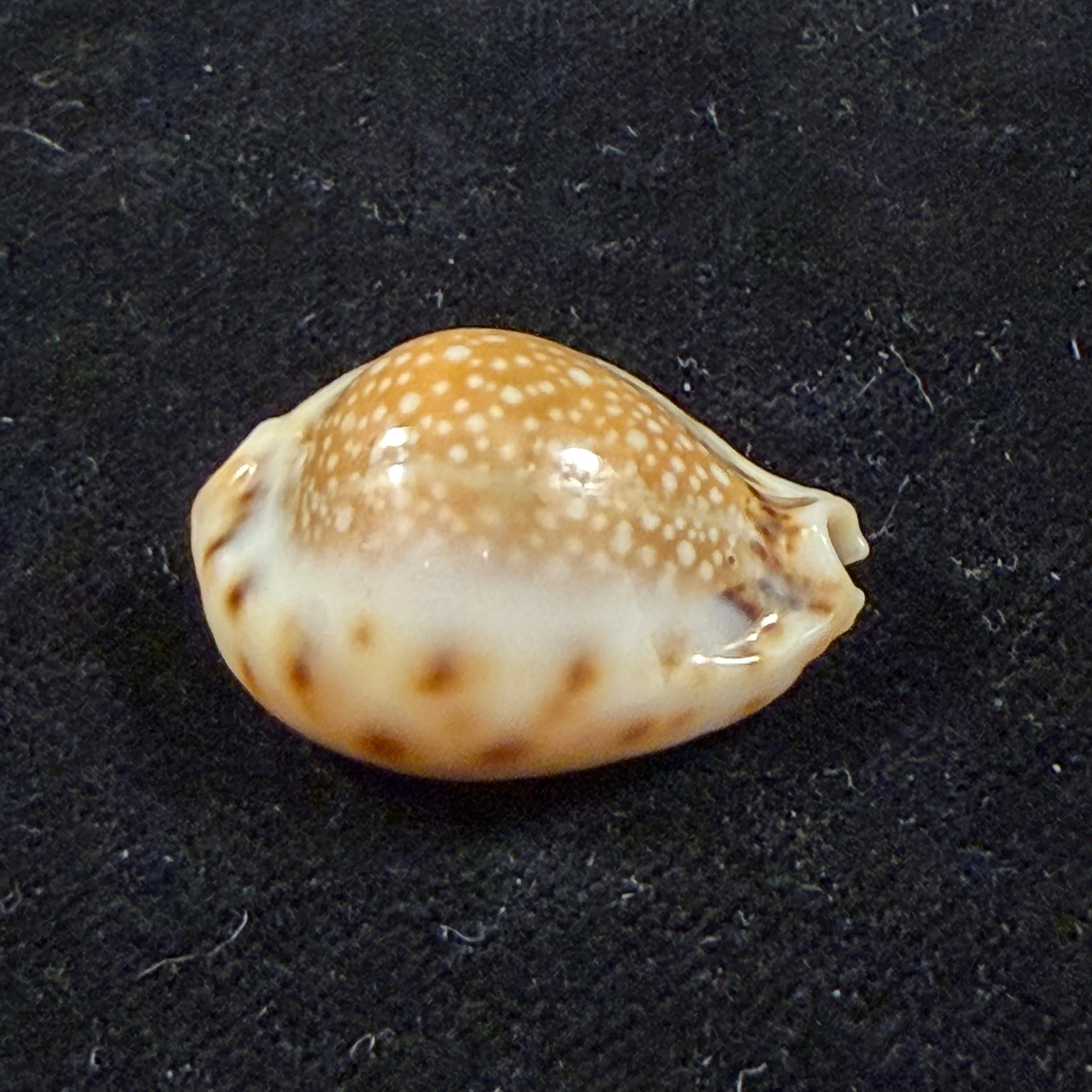 Erosaria lamarckii redimita (Melvill, 1888) - 27,5mm