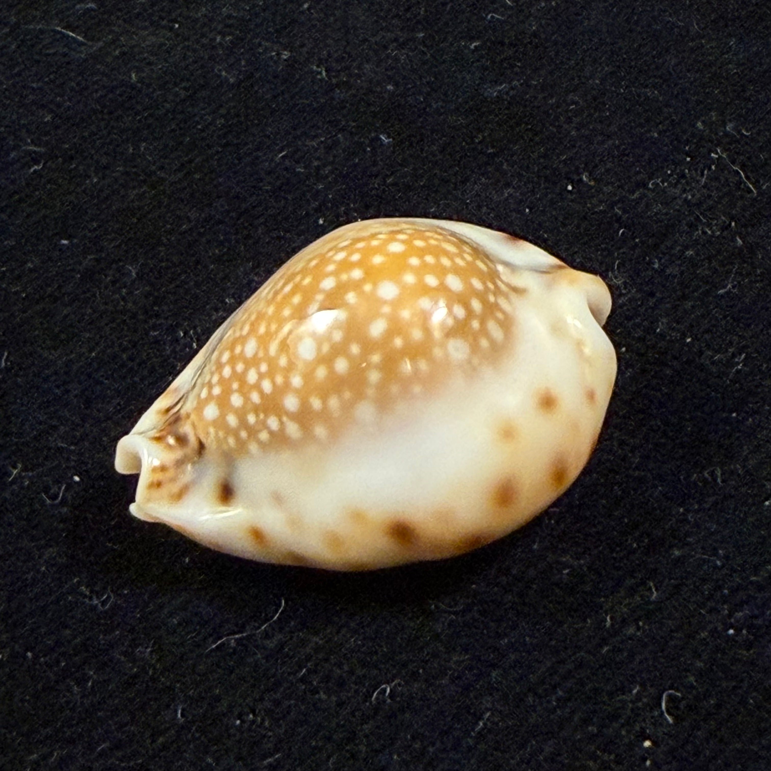 Erosaria lamarckii redimita (Melvill, 1888) - 27,5mm