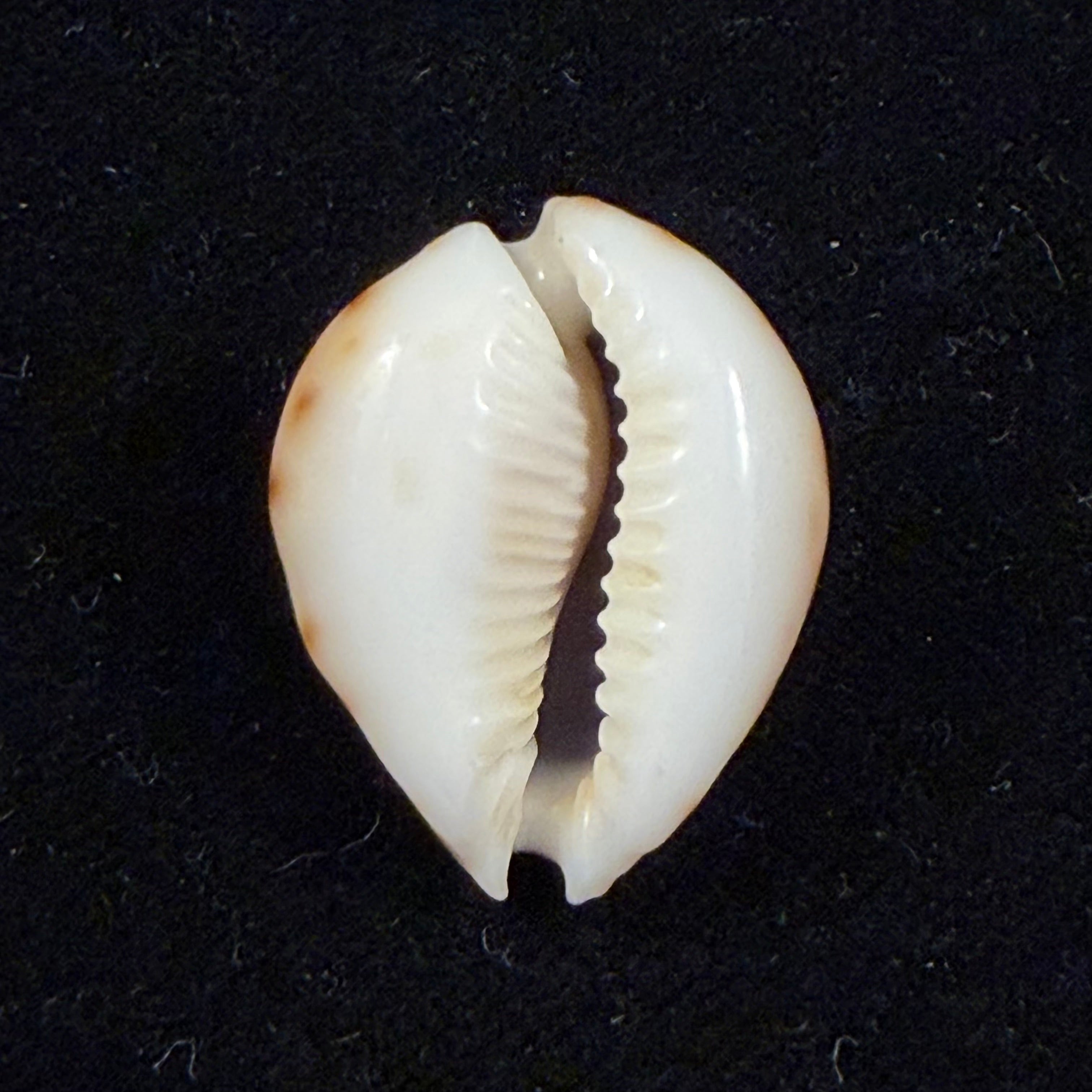 Erosaria lamarckii redimita (Melvill, 1888) - 27,5mm