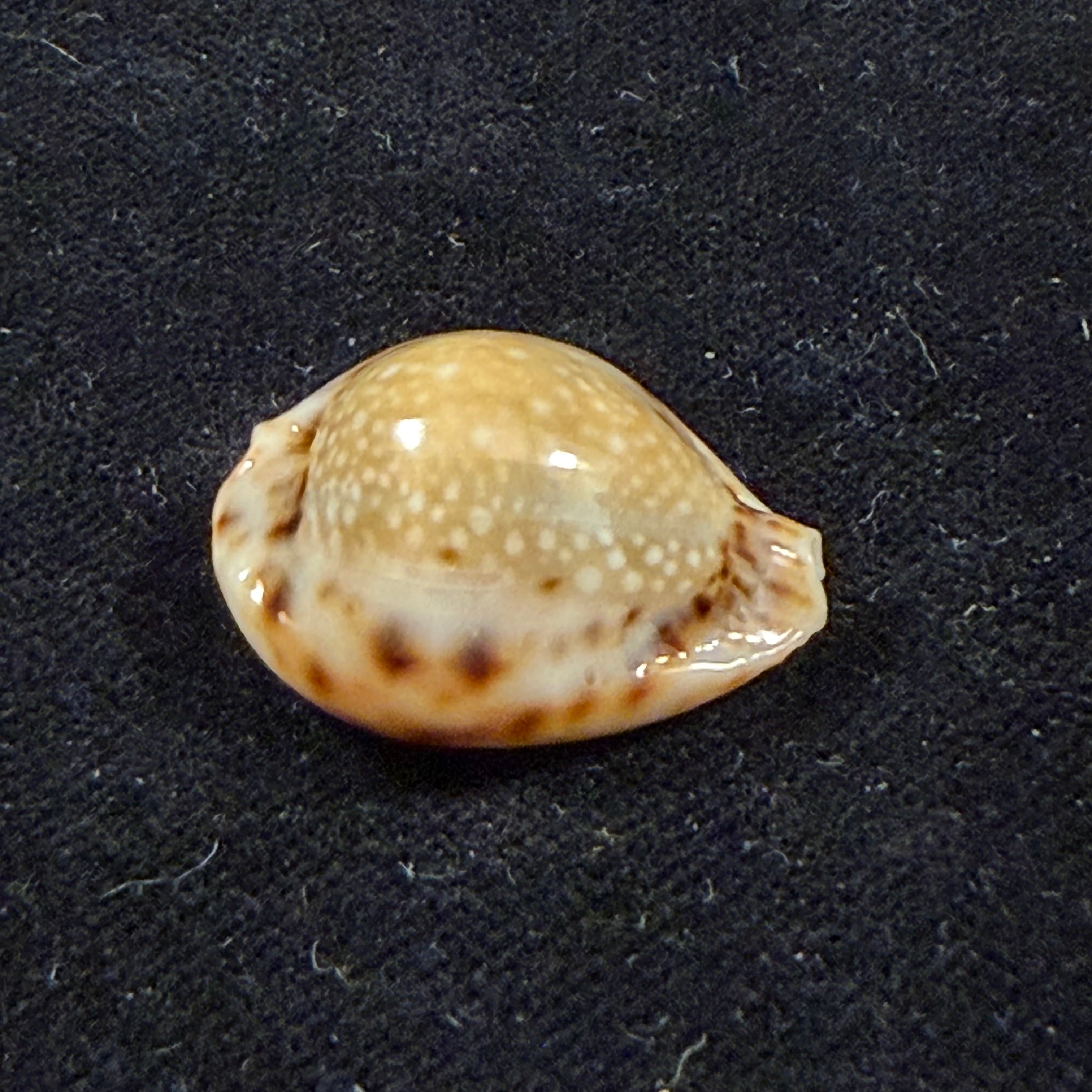 Erosaria lamarckii redimita (Melvill, 1888) - 24,7mm