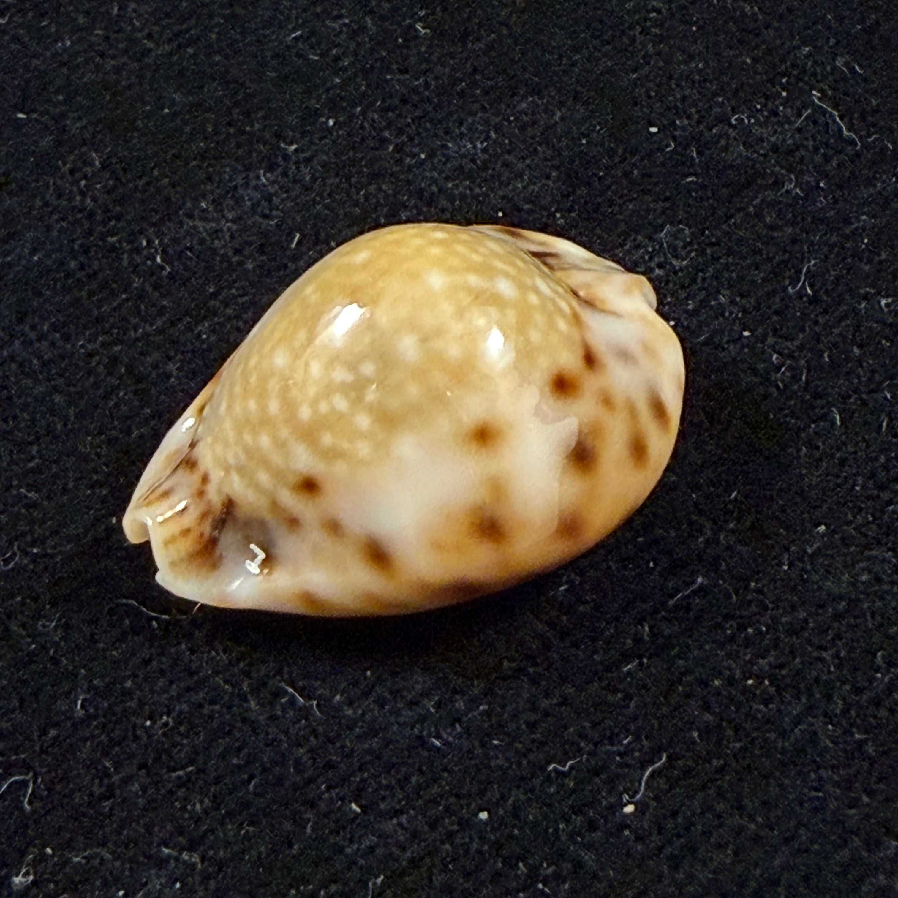 Erosaria lamarckii redimita (Melvill, 1888) - 24,7mm