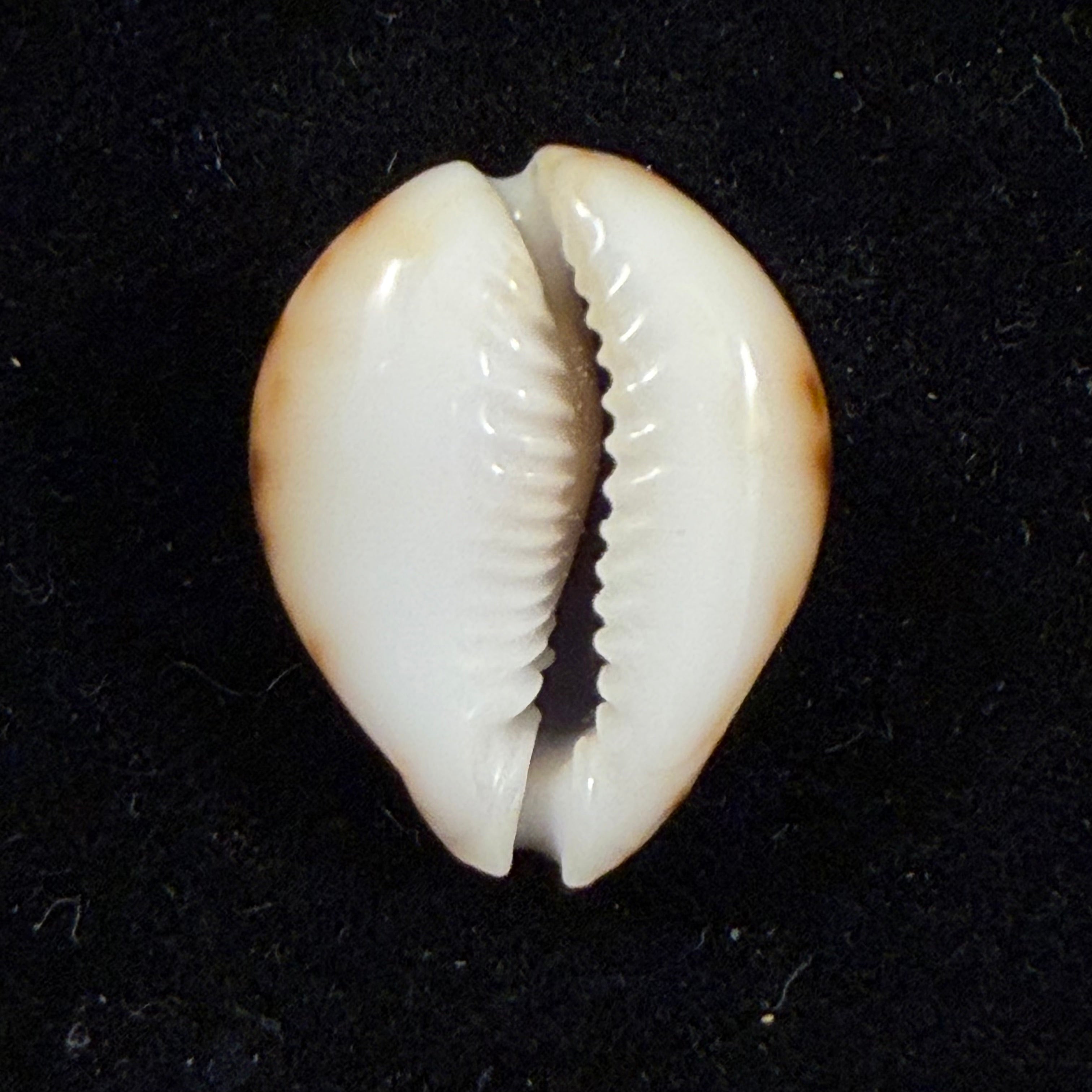 Erosaria lamarckii redimita (Melvill, 1888) - 24,7mm