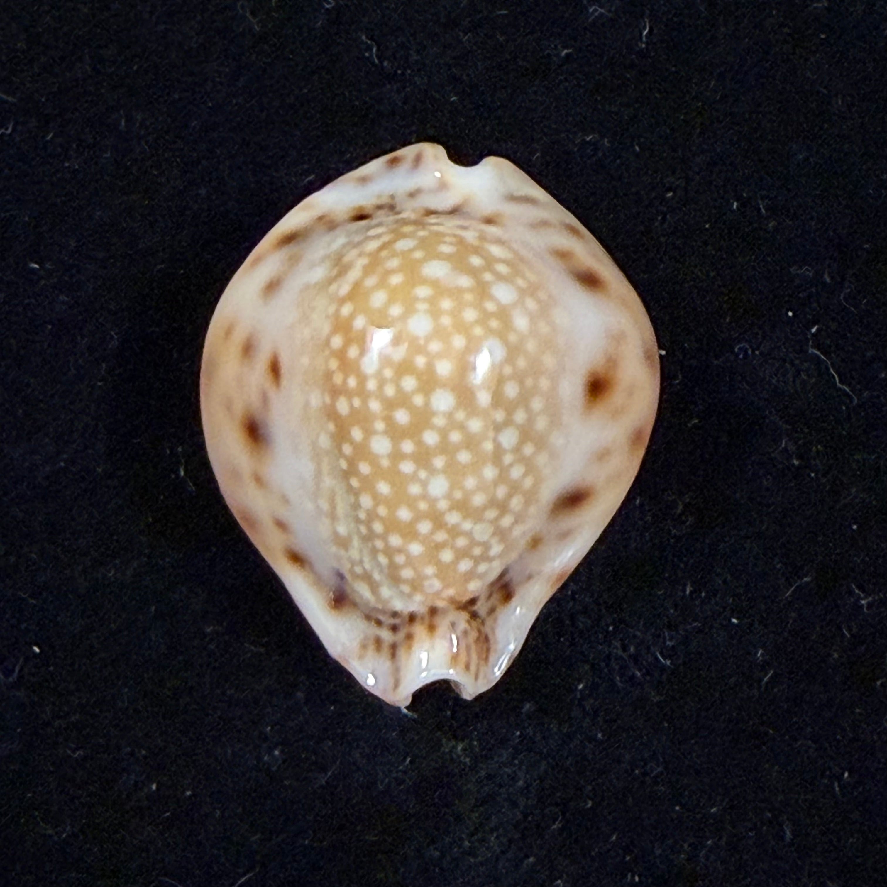Erosaria lamarckii redimita (Melvill, 1888) - 27,2mm