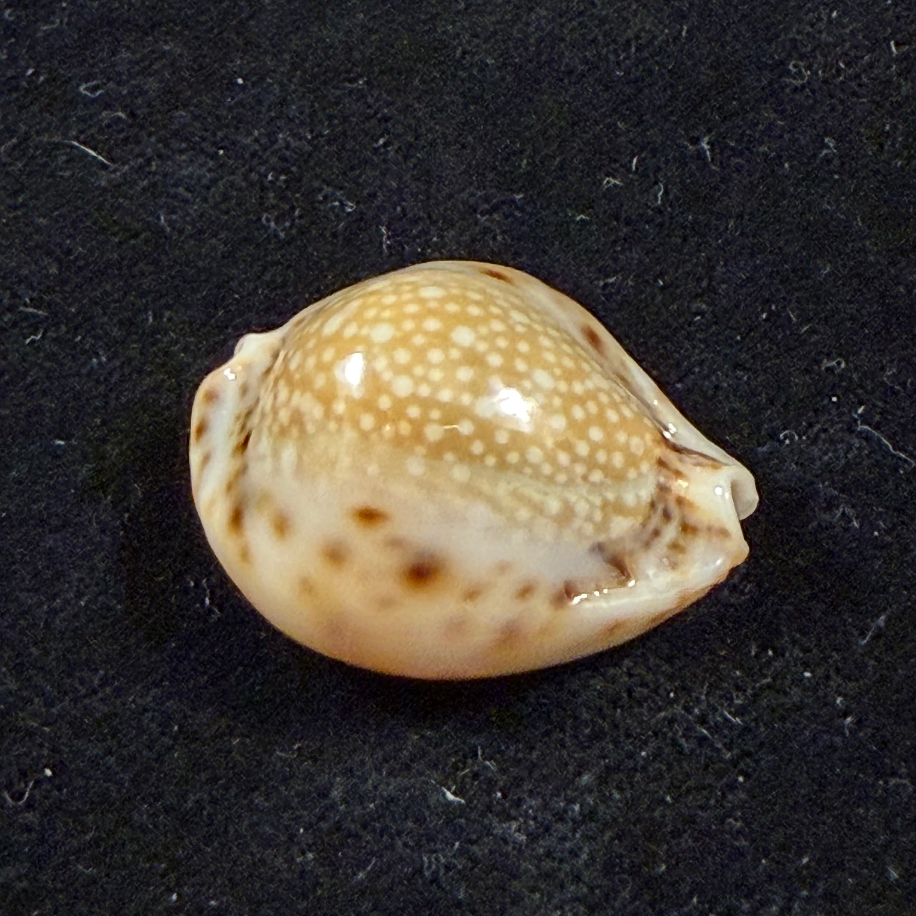 Erosaria lamarckii redimita (Melvill, 1888) - 27,2mm