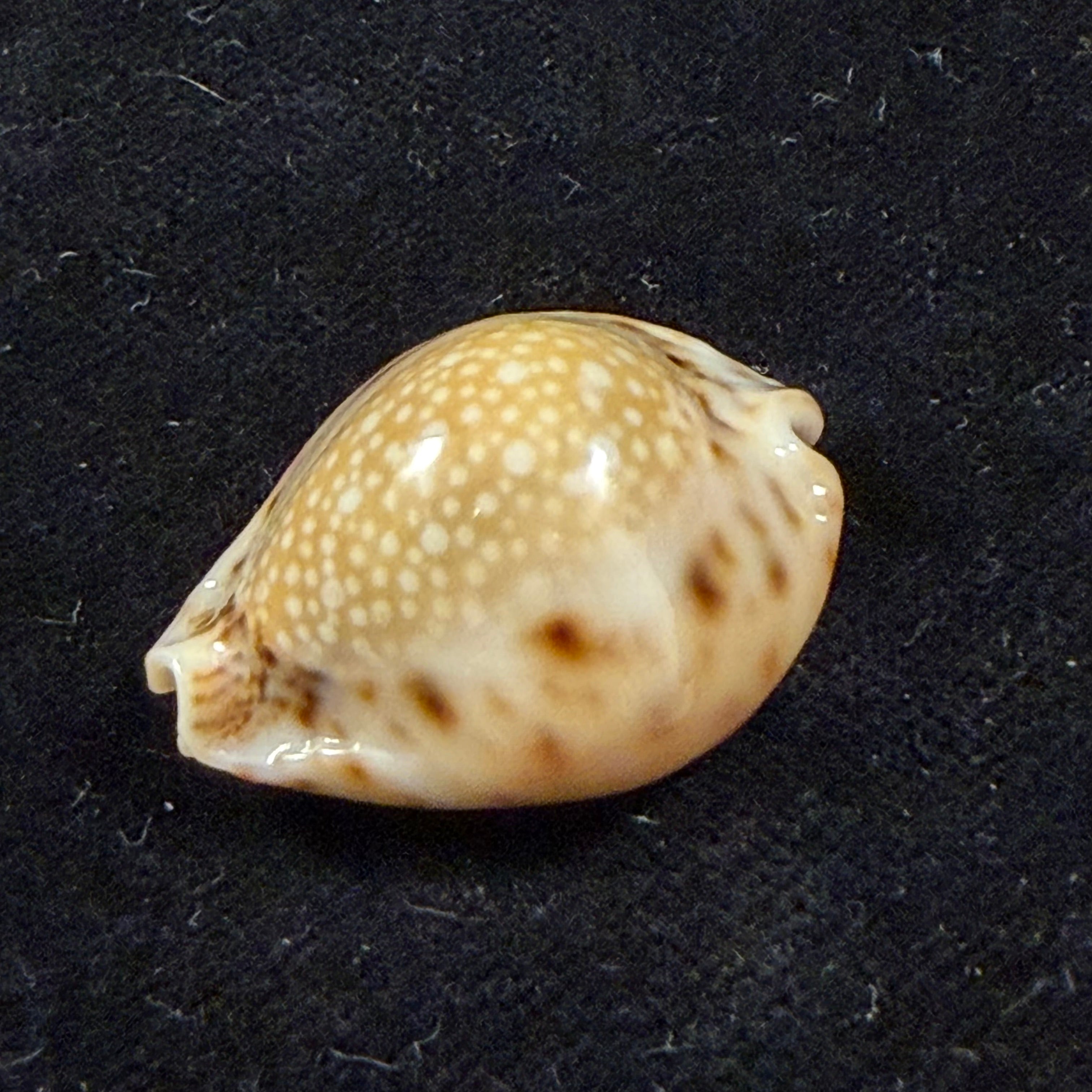Erosaria lamarckii redimita (Melvill, 1888) - 27,2mm