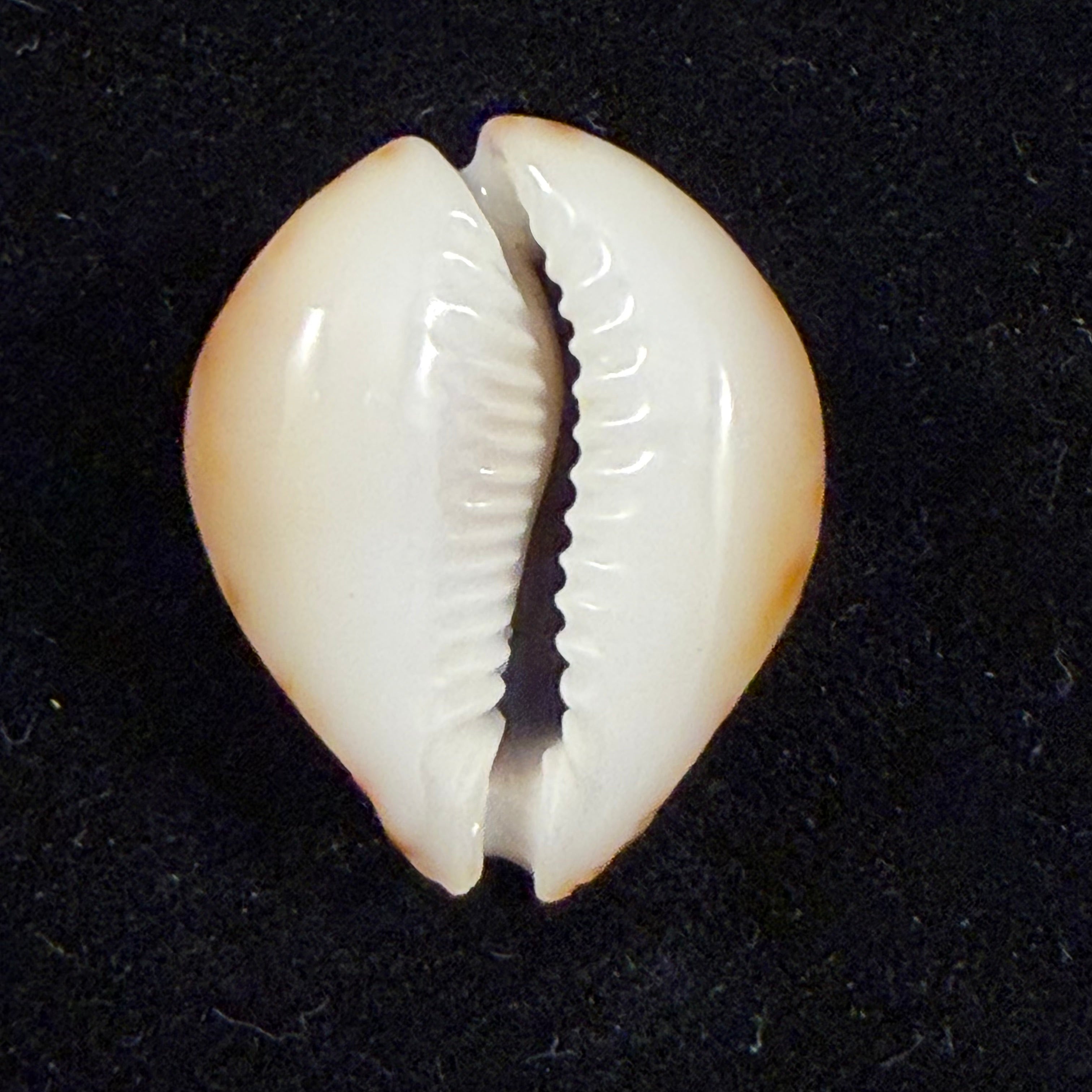 Erosaria lamarckii redimita (Melvill, 1888) - 27,2mm