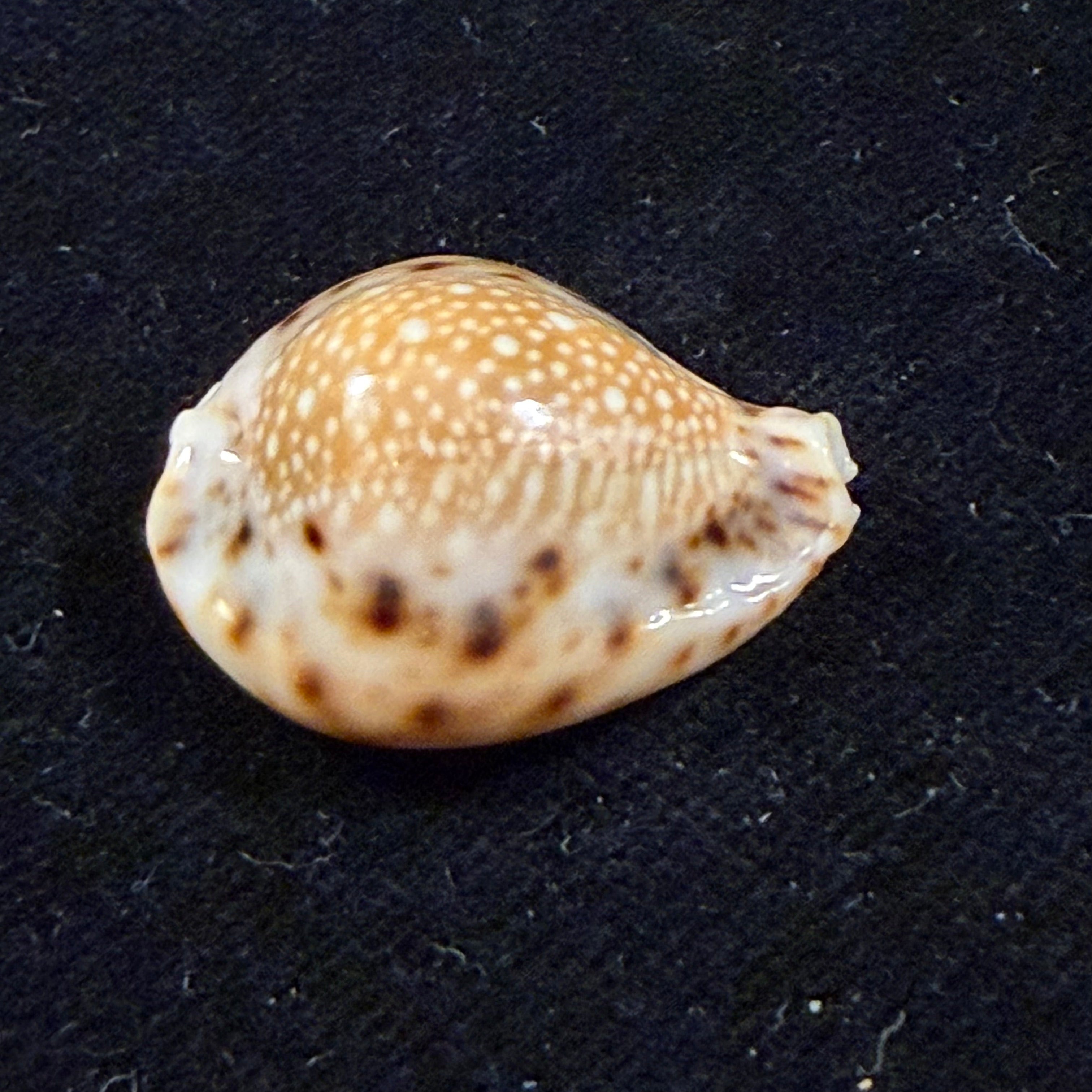 Erosaria lamarckii redimita (Melvill, 1888) - 25,9mm
