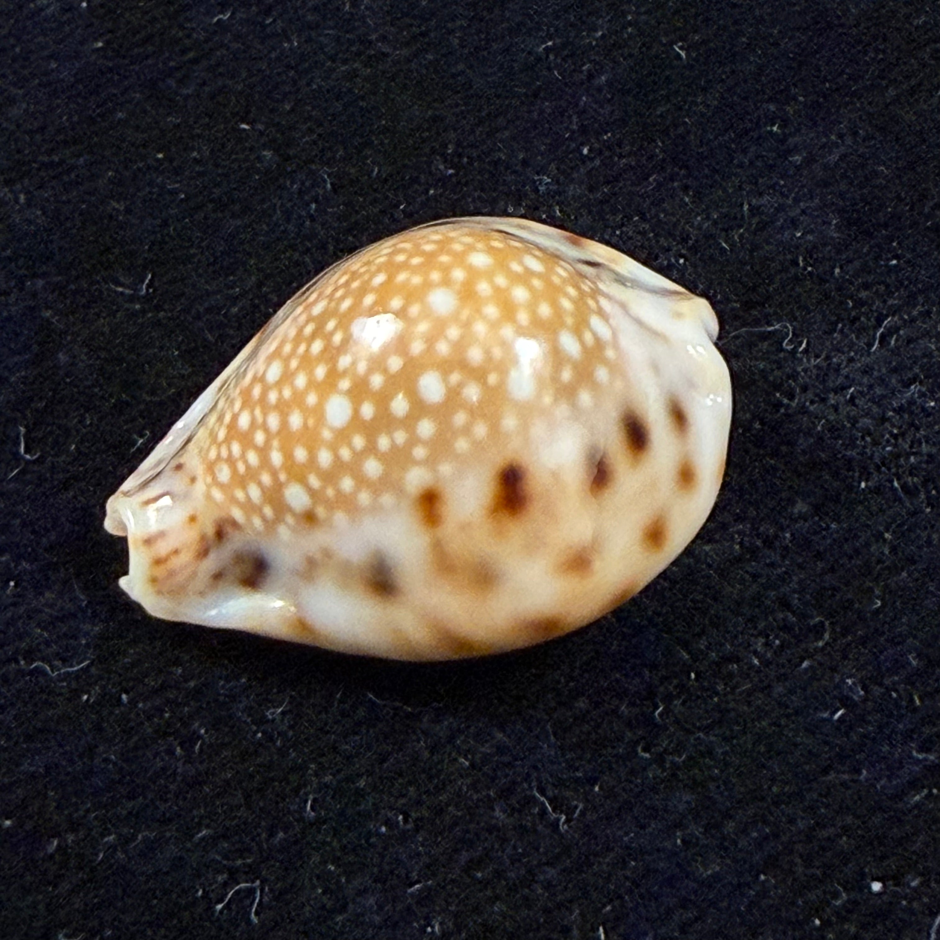 Erosaria lamarckii redimita (Melvill, 1888) - 25,9mm