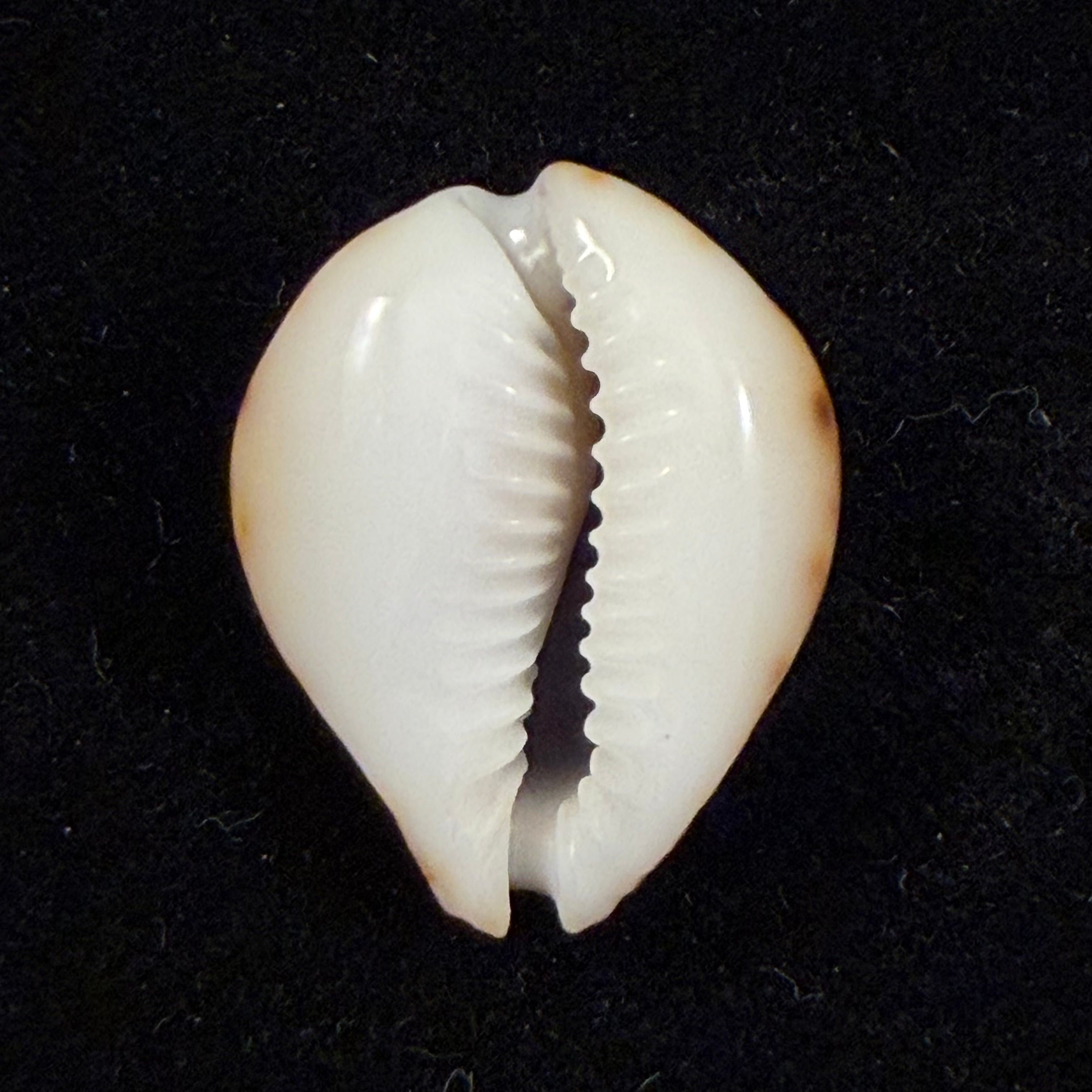 Erosaria lamarckii redimita (Melvill, 1888) - 25,9mm