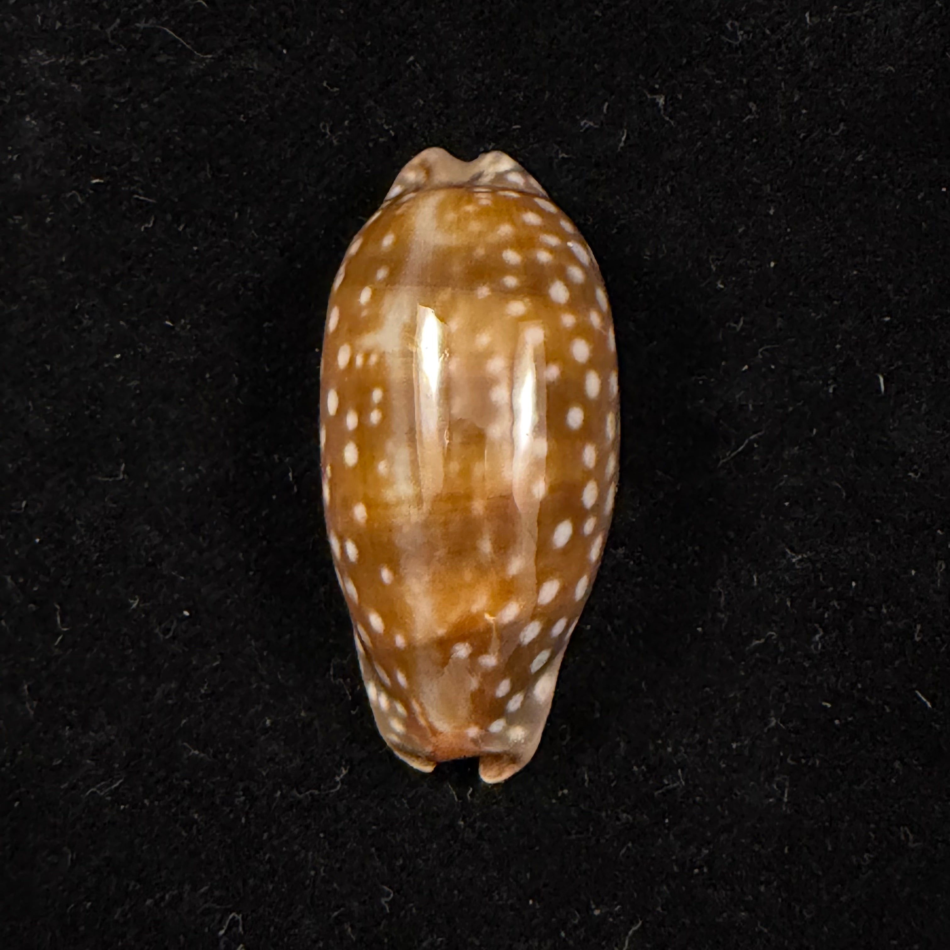 Macrocypraea cervinetta (Kiener, 1844) - 41,4mm