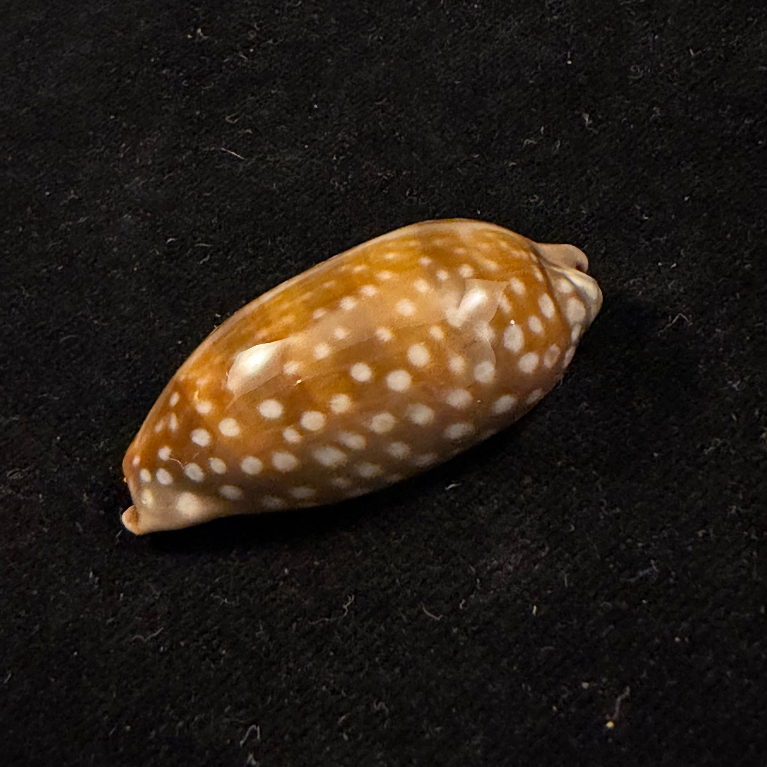 Macrocypraea cervinetta (Kiener, 1844) - 41,4mm