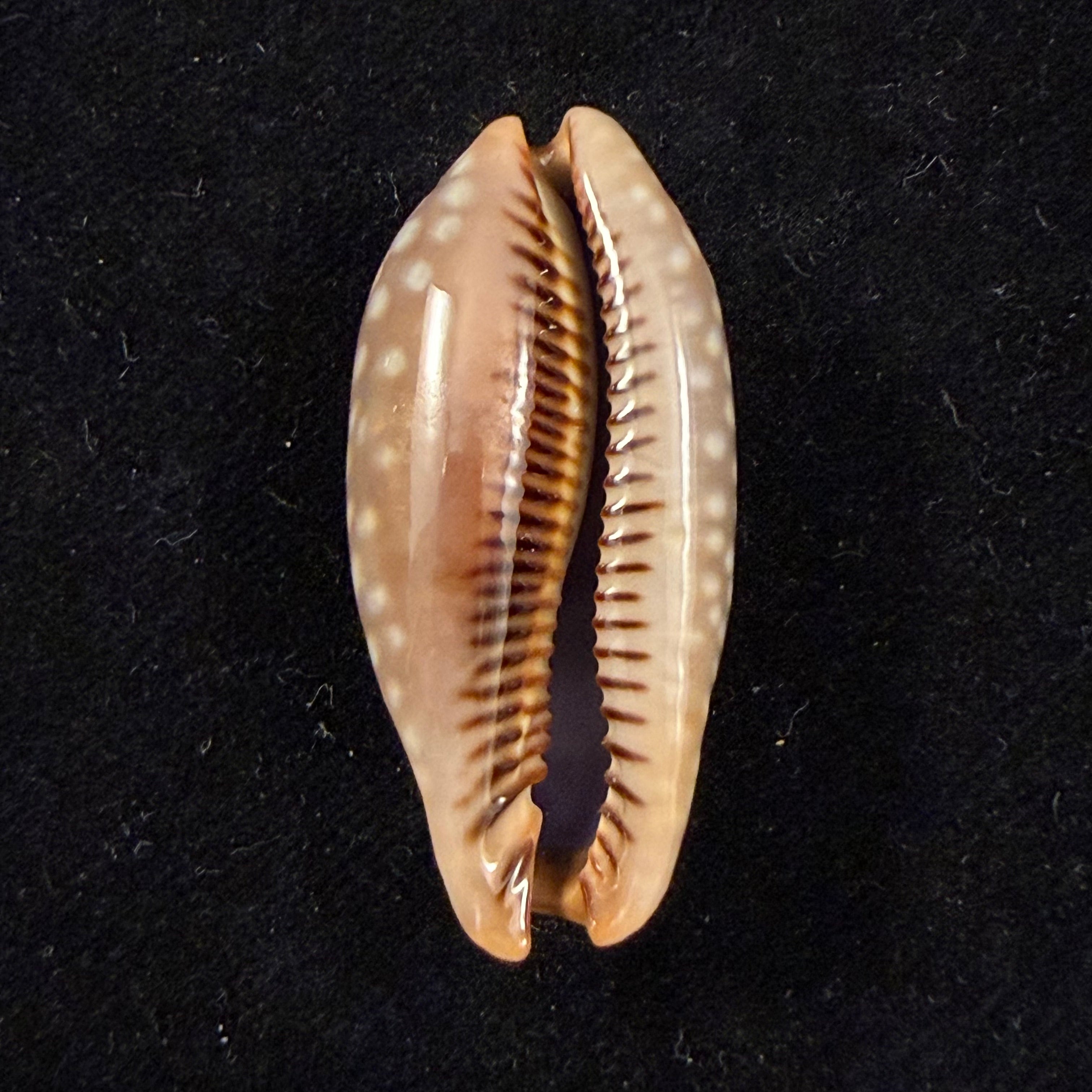 Macrocypraea cervinetta (Kiener, 1844) - 41,4mm