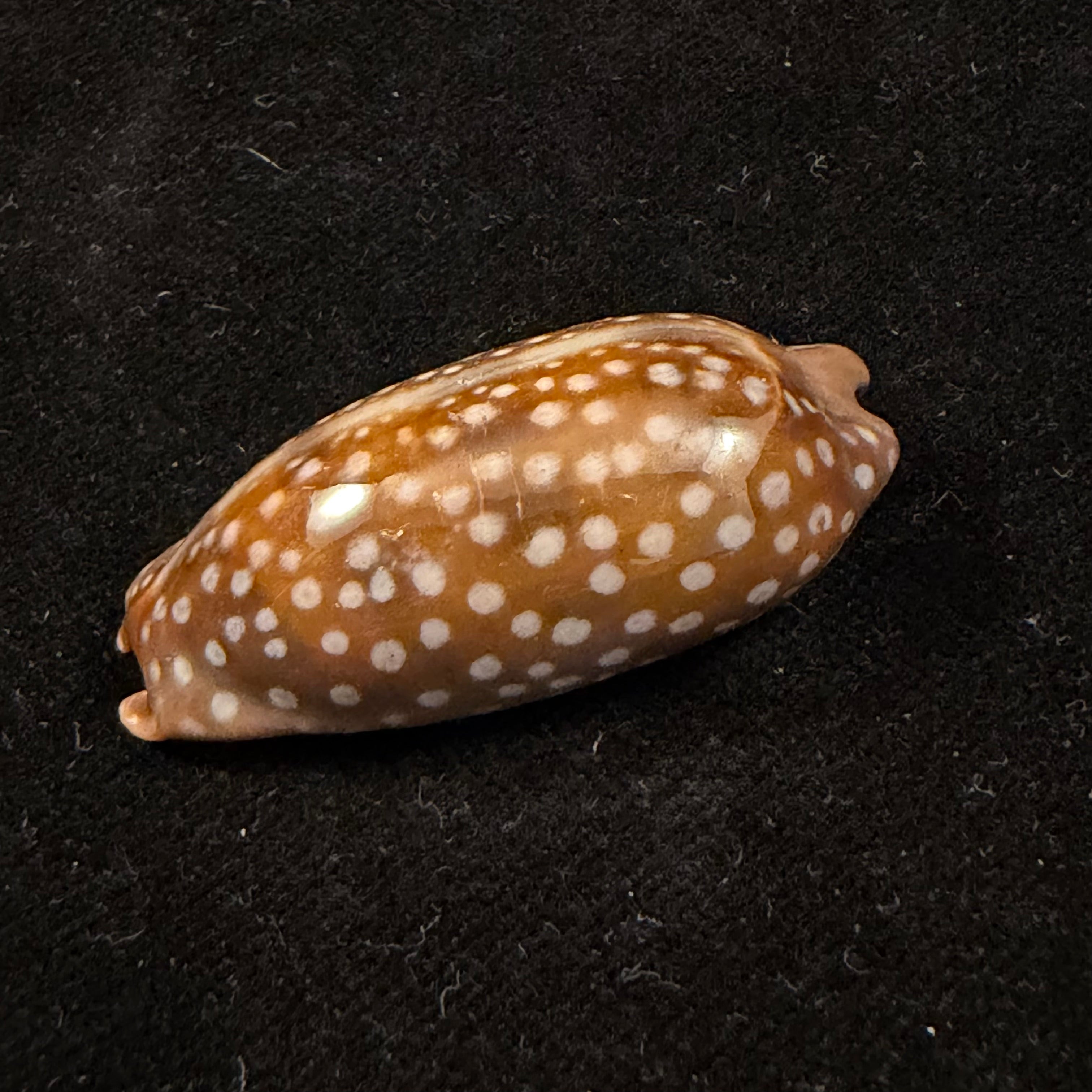 Macrocypraea cervinetta (Kiener, 1844) - 42mm