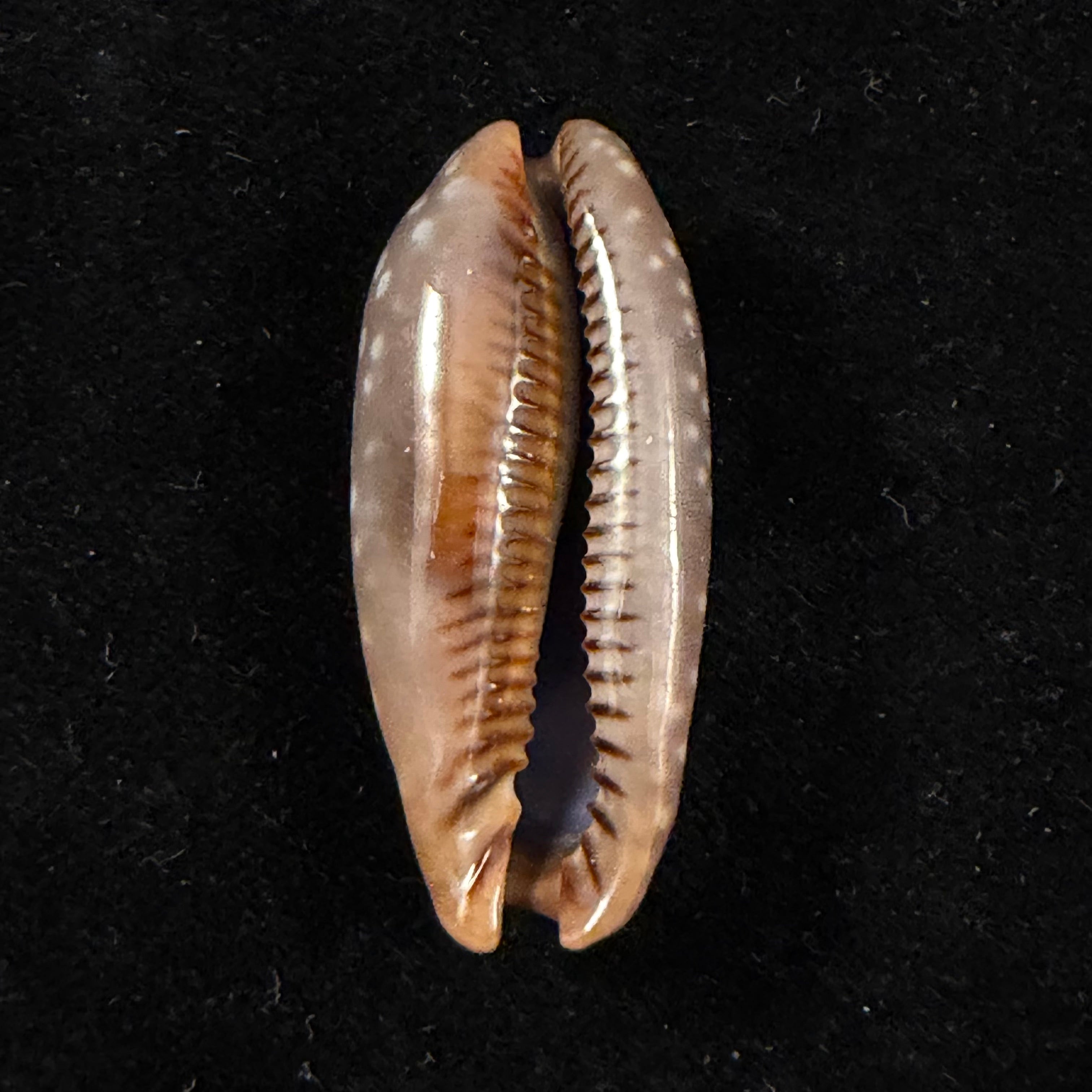 Macrocypraea cervinetta (Kiener, 1844) - 42mm