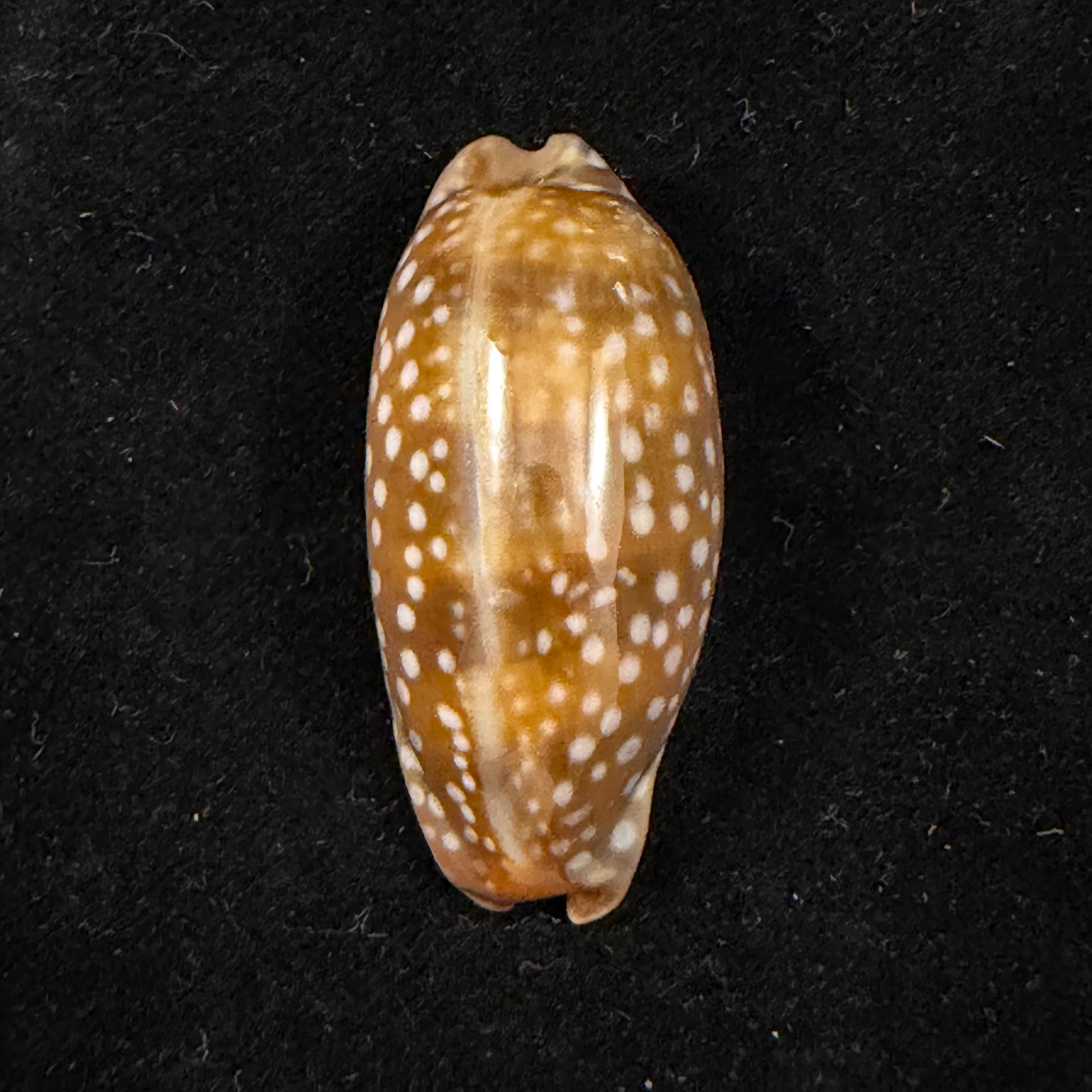 Macrocypraea cervinetta (Kiener, 1844) - 42,9mm