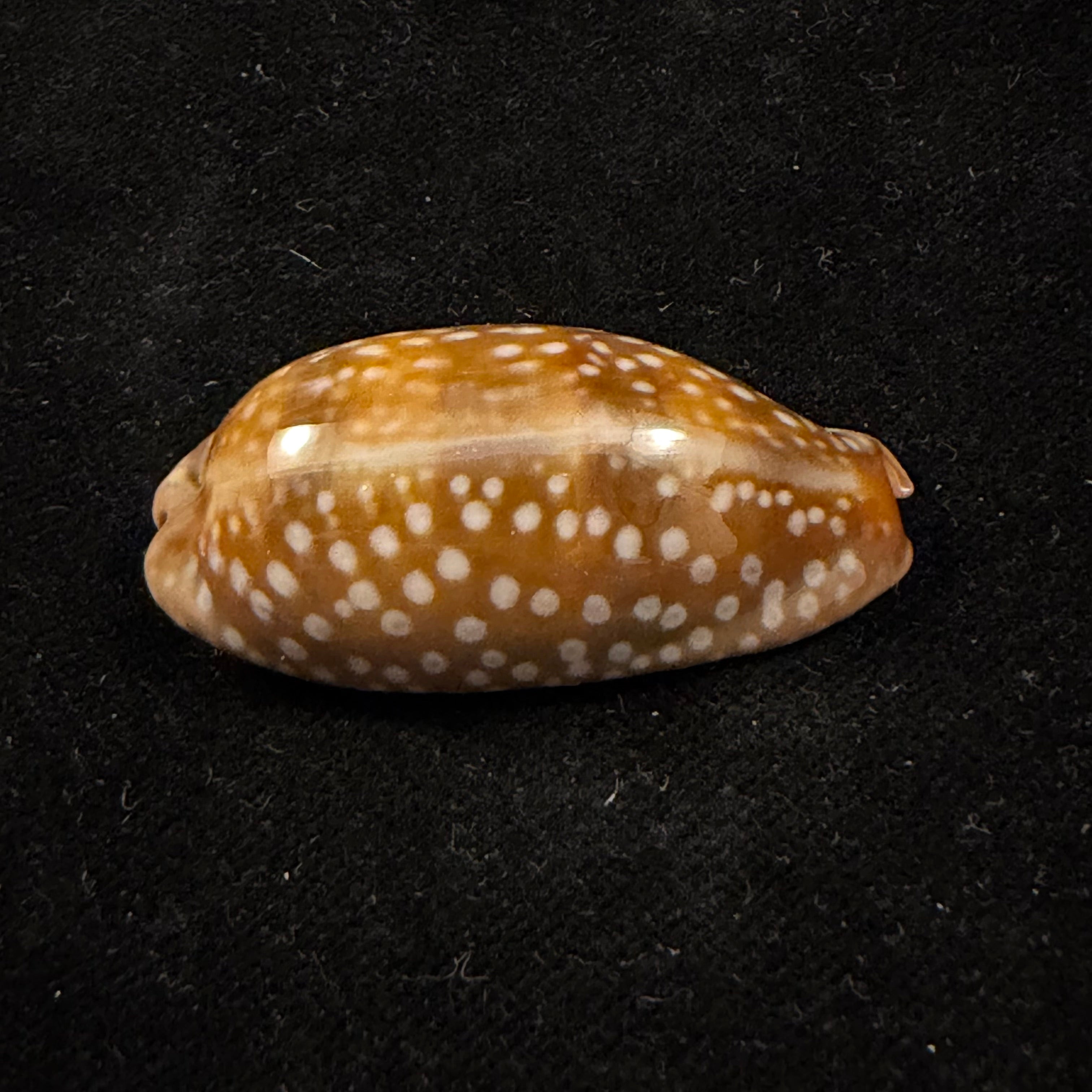Macrocypraea cervinetta (Kiener, 1844) - 42,9mm