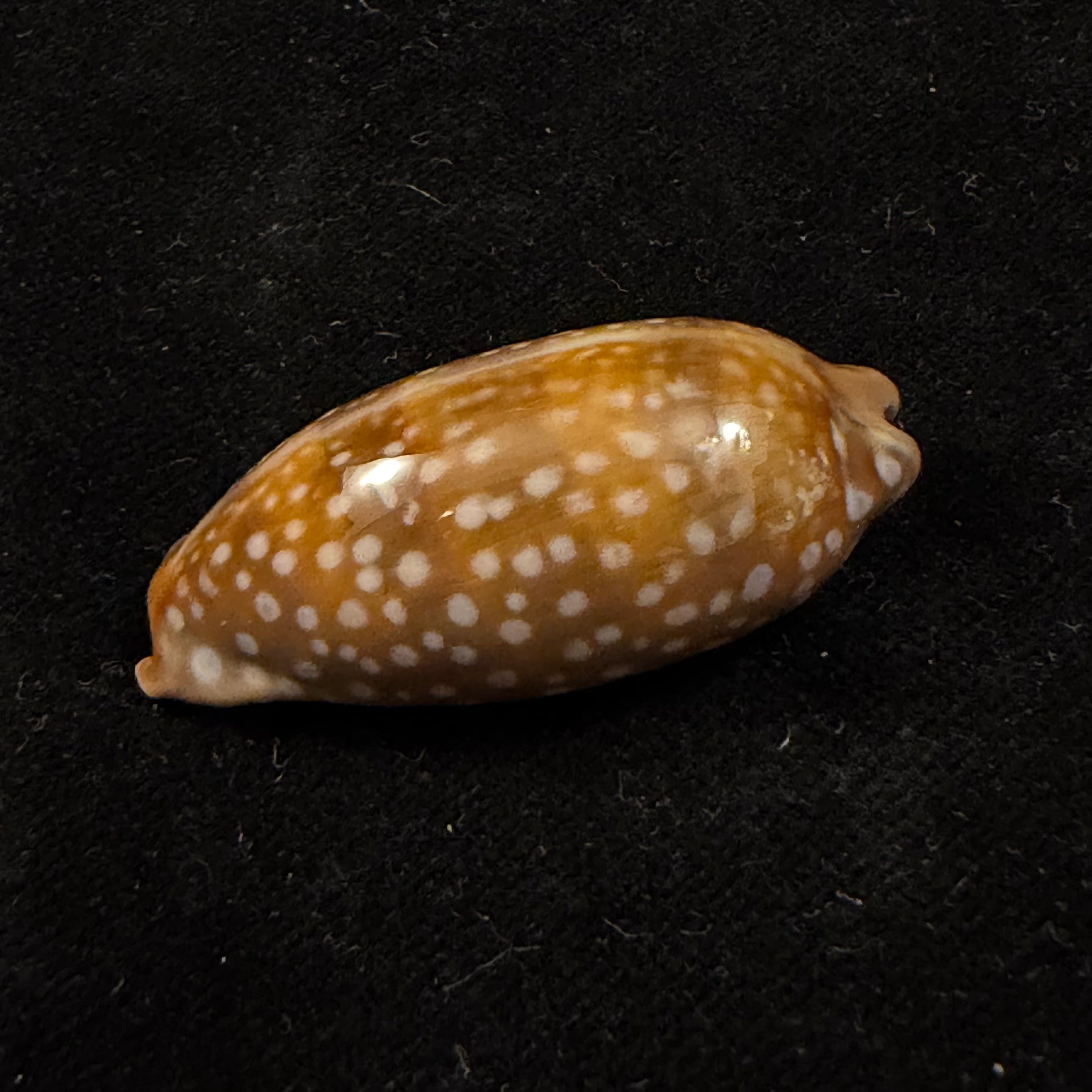 Macrocypraea cervinetta (Kiener, 1844) - 42,9mm